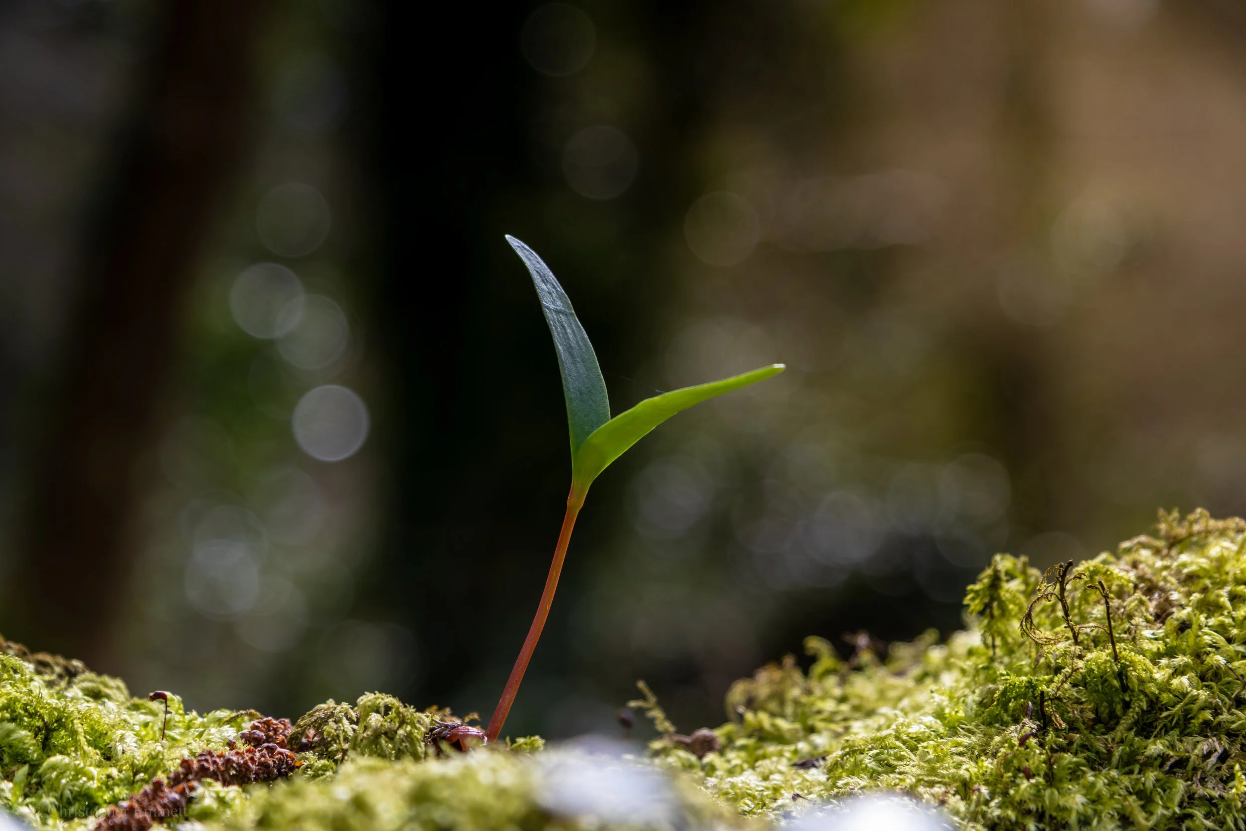 A close-up of a small green plant or moss with two leaves, one upright and one bending, growing out of a mossy surface with a blurred background.