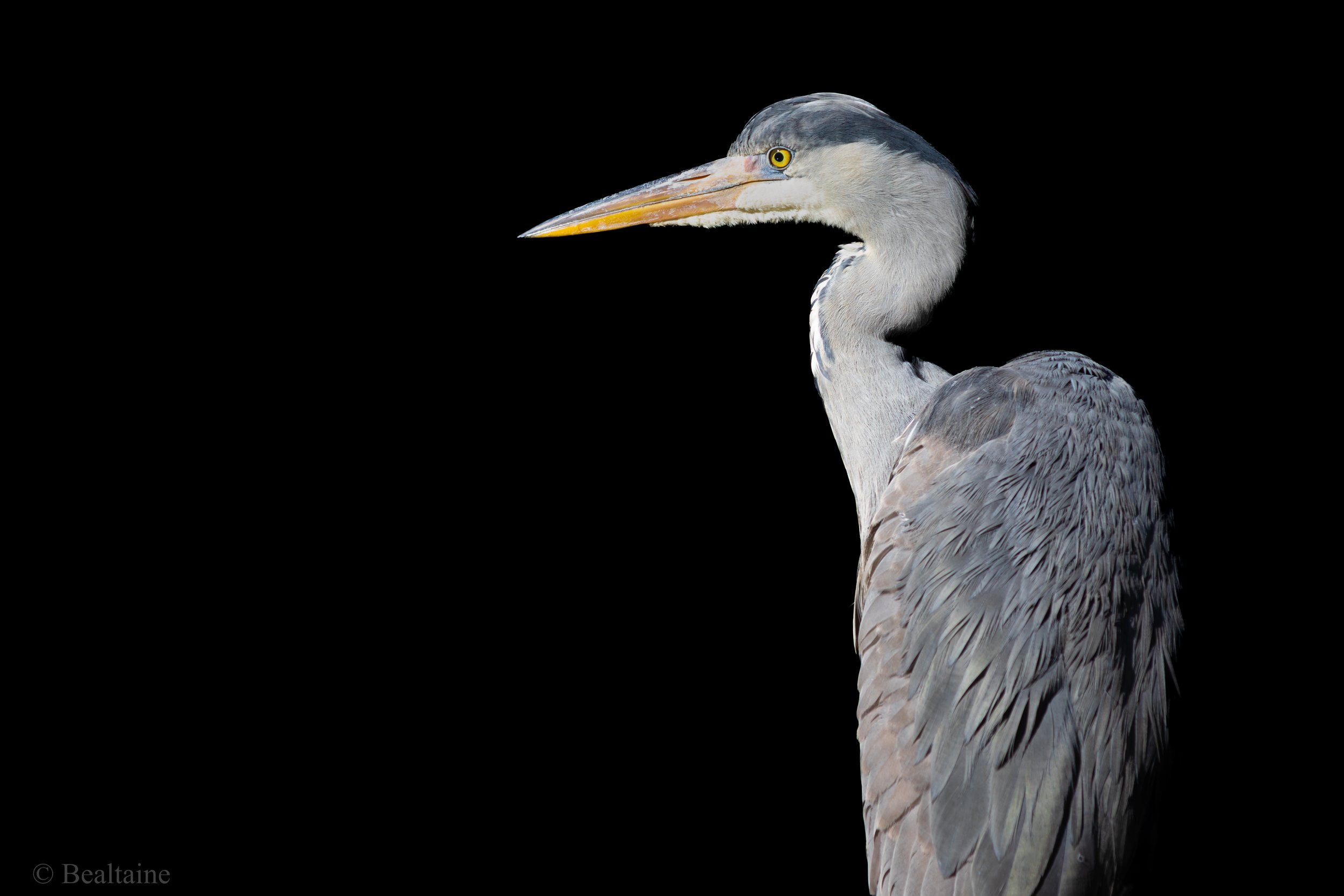 Close-up of a heron with a gray and white plumage, yellow eye, and long beak, against a black background.