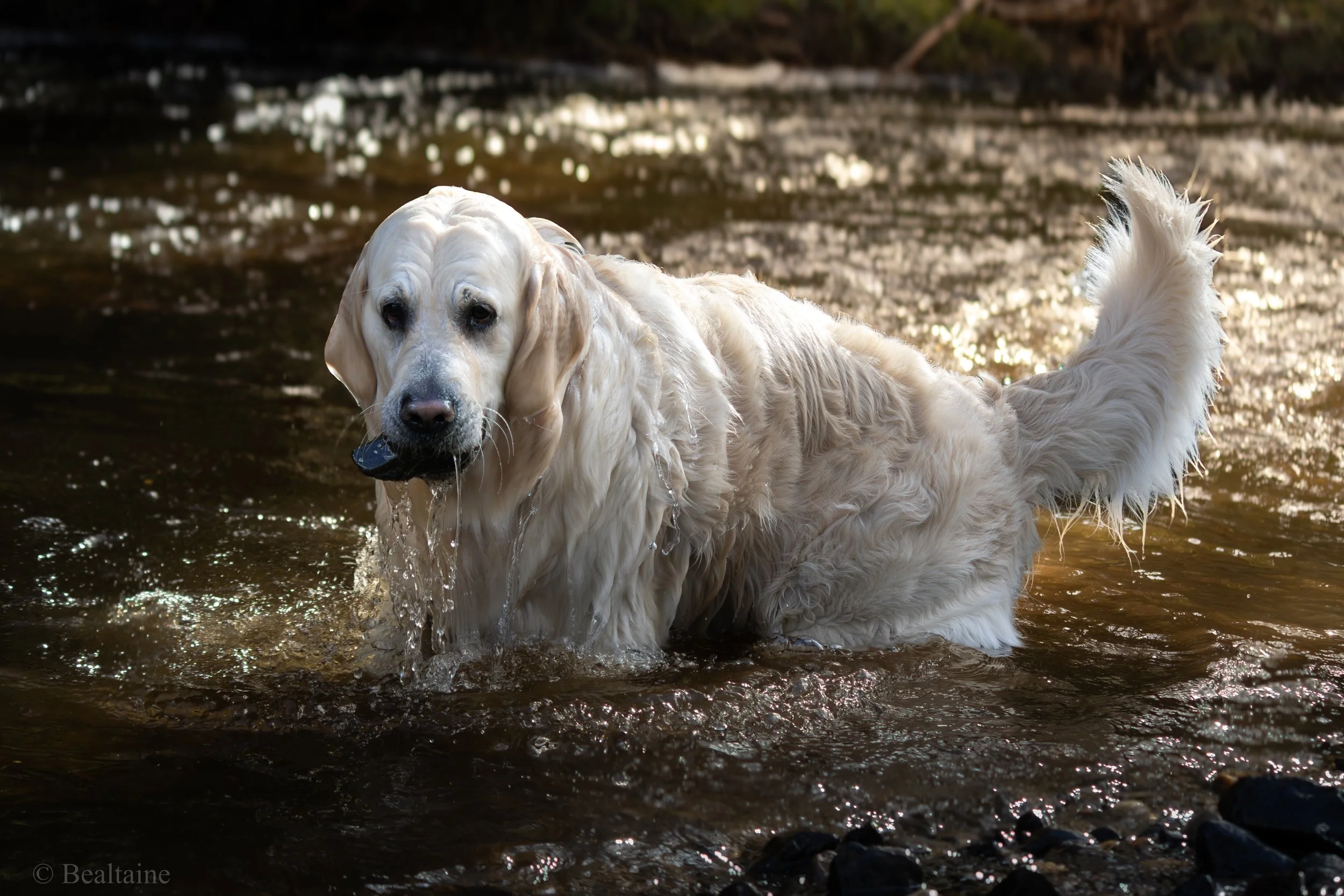 Golden retriever dog standing in the water at a rocky shoreline with sunlight reflecting off the water.