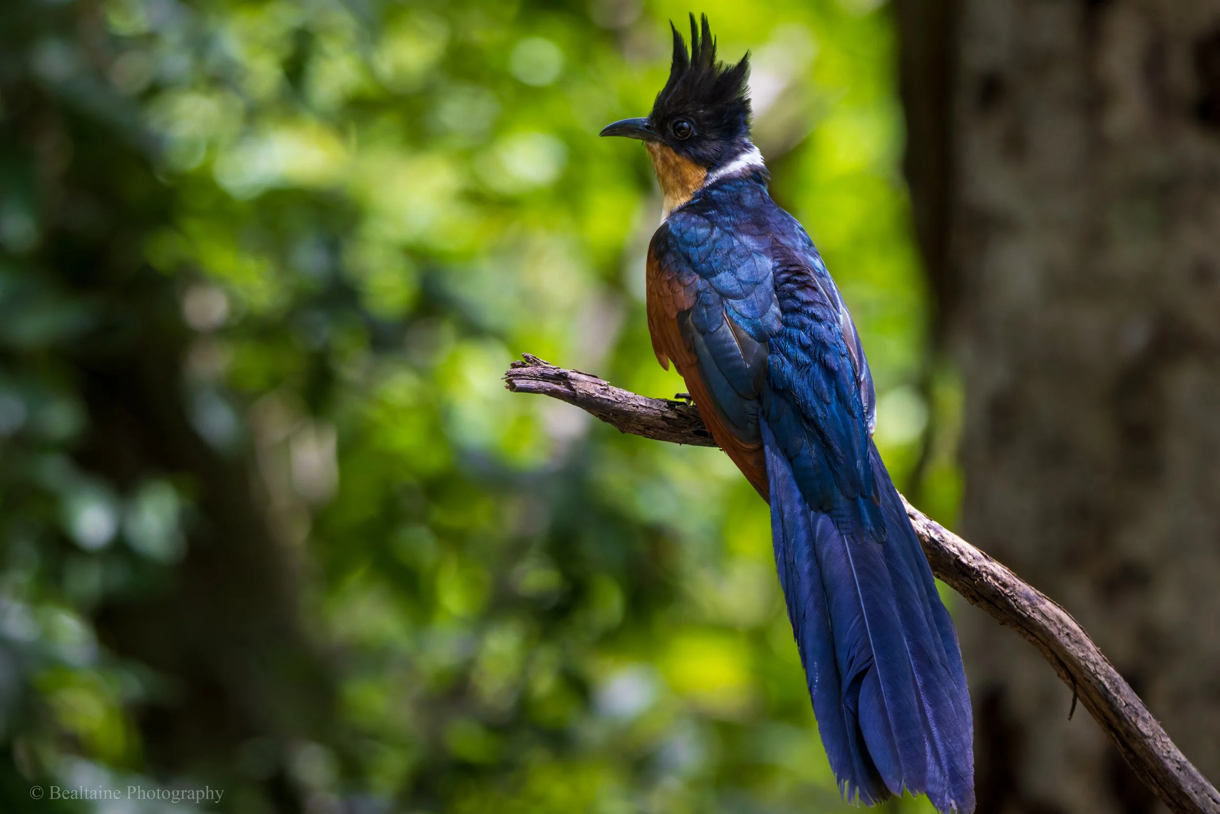 Colorful bird with a black crest, orange and white markings on its neck, and deep blue feathers perched on a branch in a lush green forest.