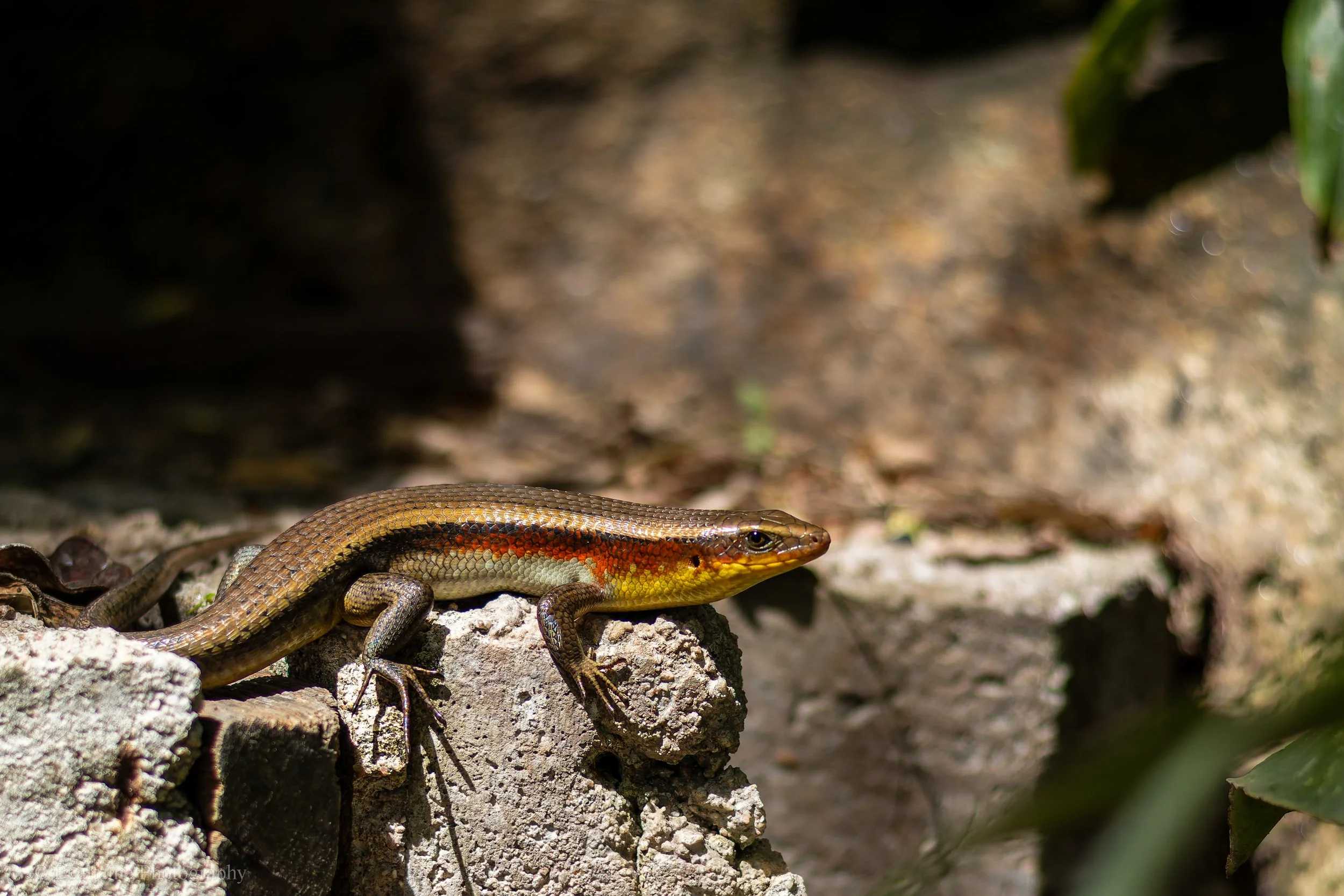 A colorful lizard with yellow, orange, and brown scales resting on a rock in a natural outdoor environment.