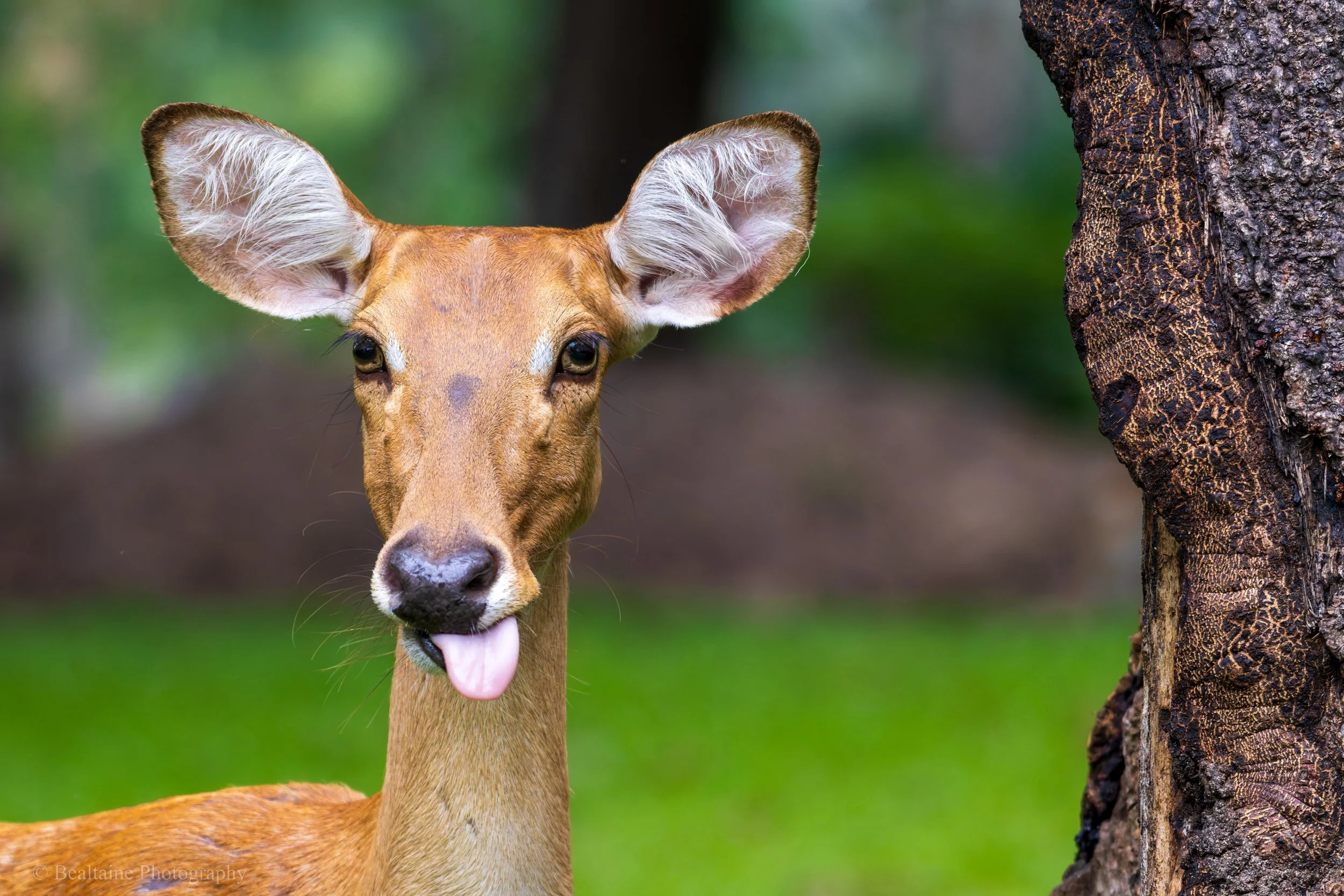 A young deer with large ears sticking out to the sides is sticking out its tongue towards the camera, standing near a tree trunk in a forested area.
