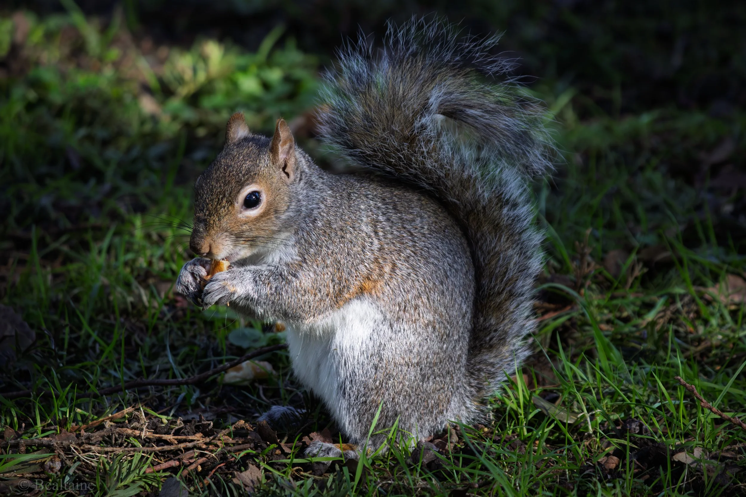 A squirrel standing on its hind legs on grass and dirt, holding and eating a nut, with lush green foliage in the background.