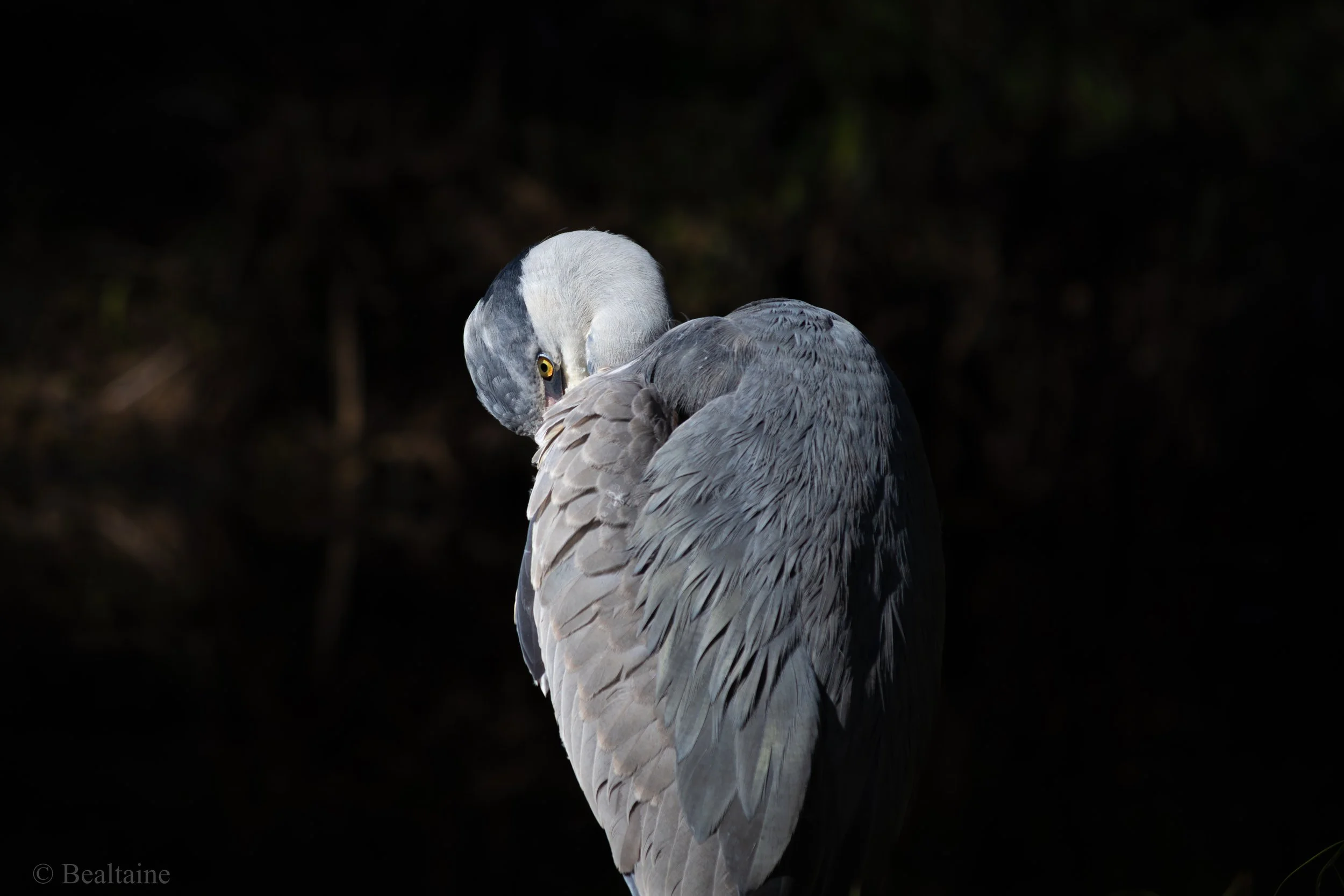 A close-up of a bird, likely a heron, with grey and white feathers, preening itself against a dark background.