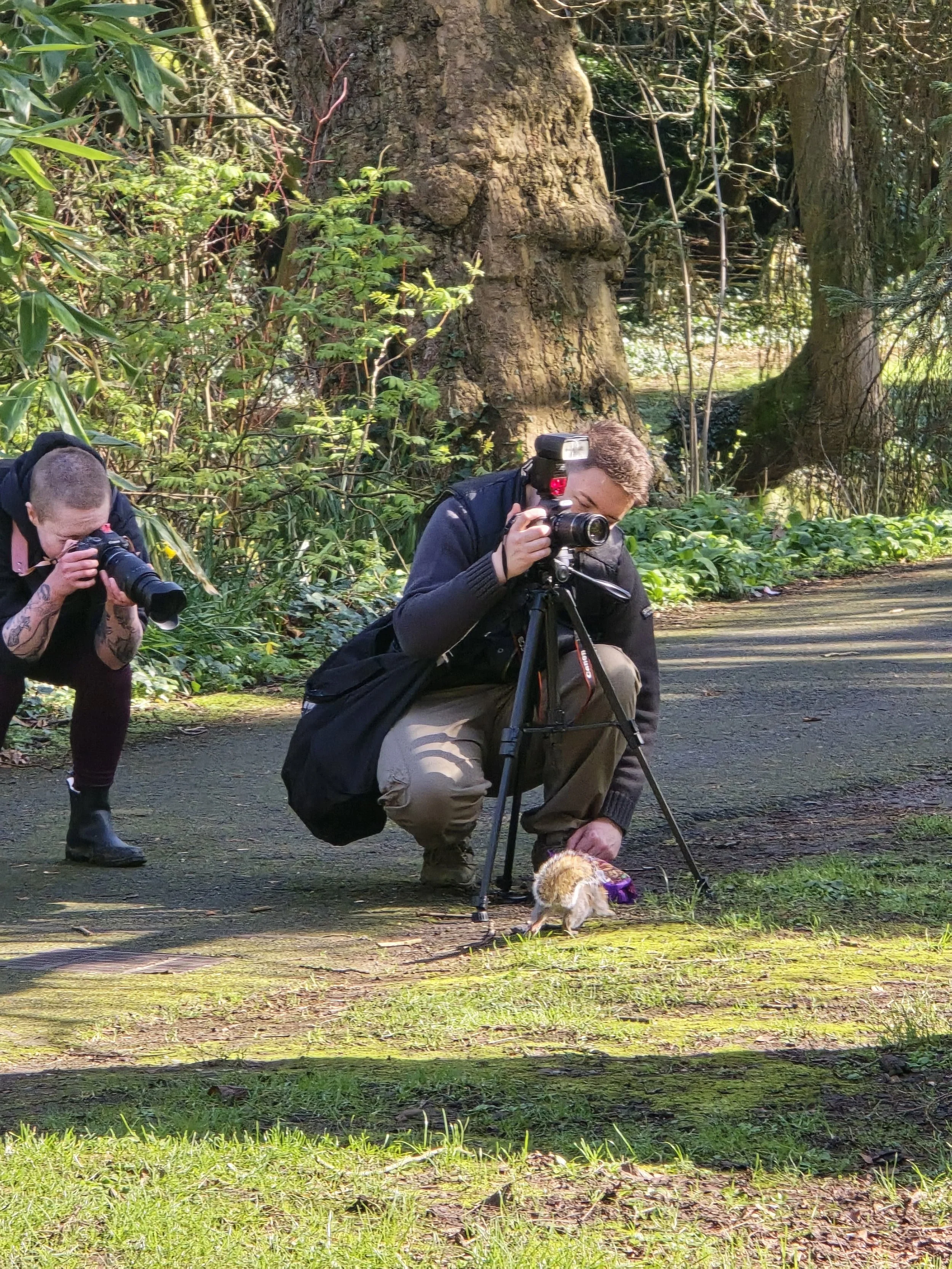Two photographers taking pictures of a small animal on a mossy path in a forest, one crouching and the other squatting, with trees and lush greenery in the background.