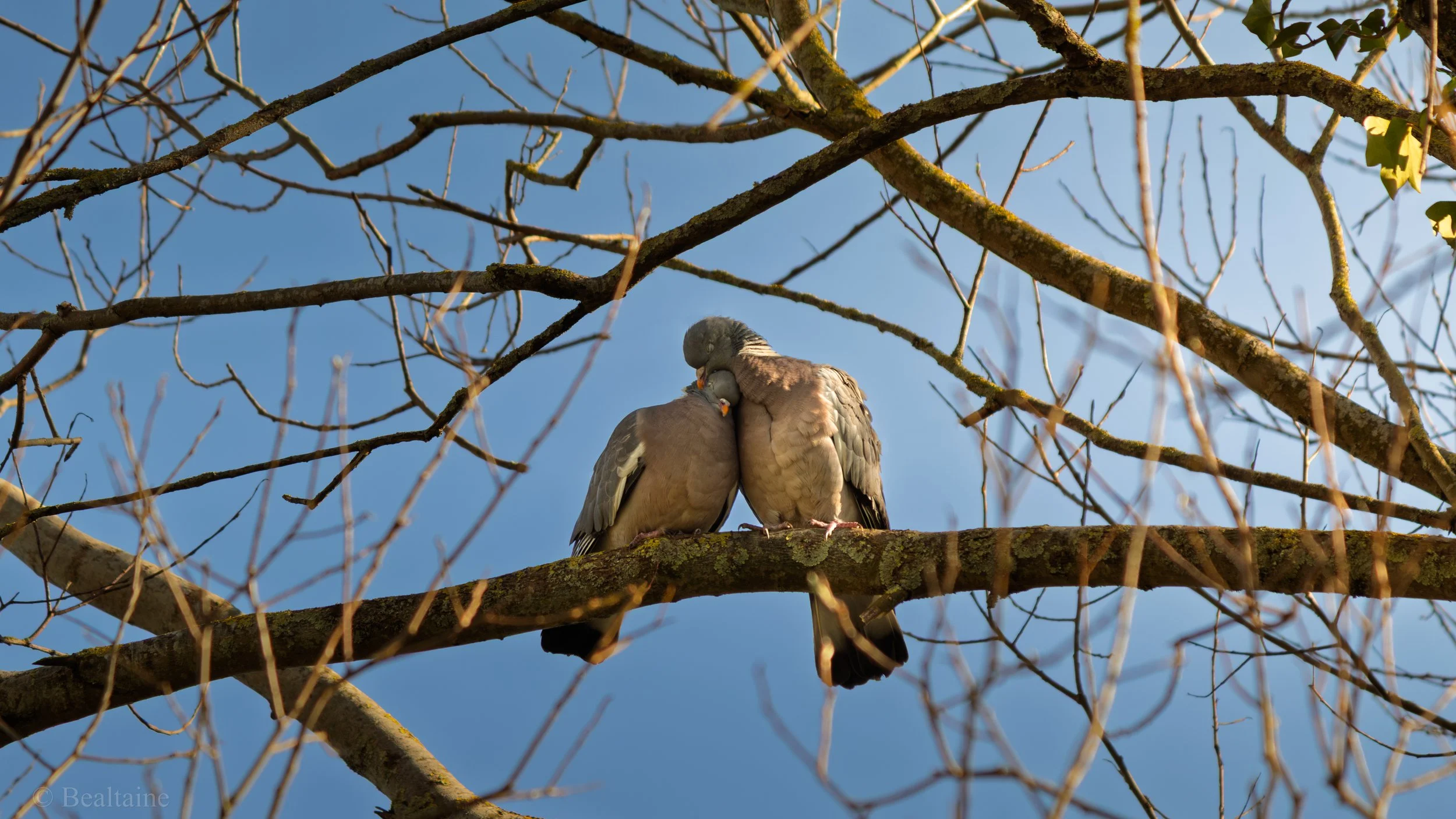 Two pigeons are perched on a tree branch, nuzzling each other, amid a network of leafless twigs against a clear blue sky.