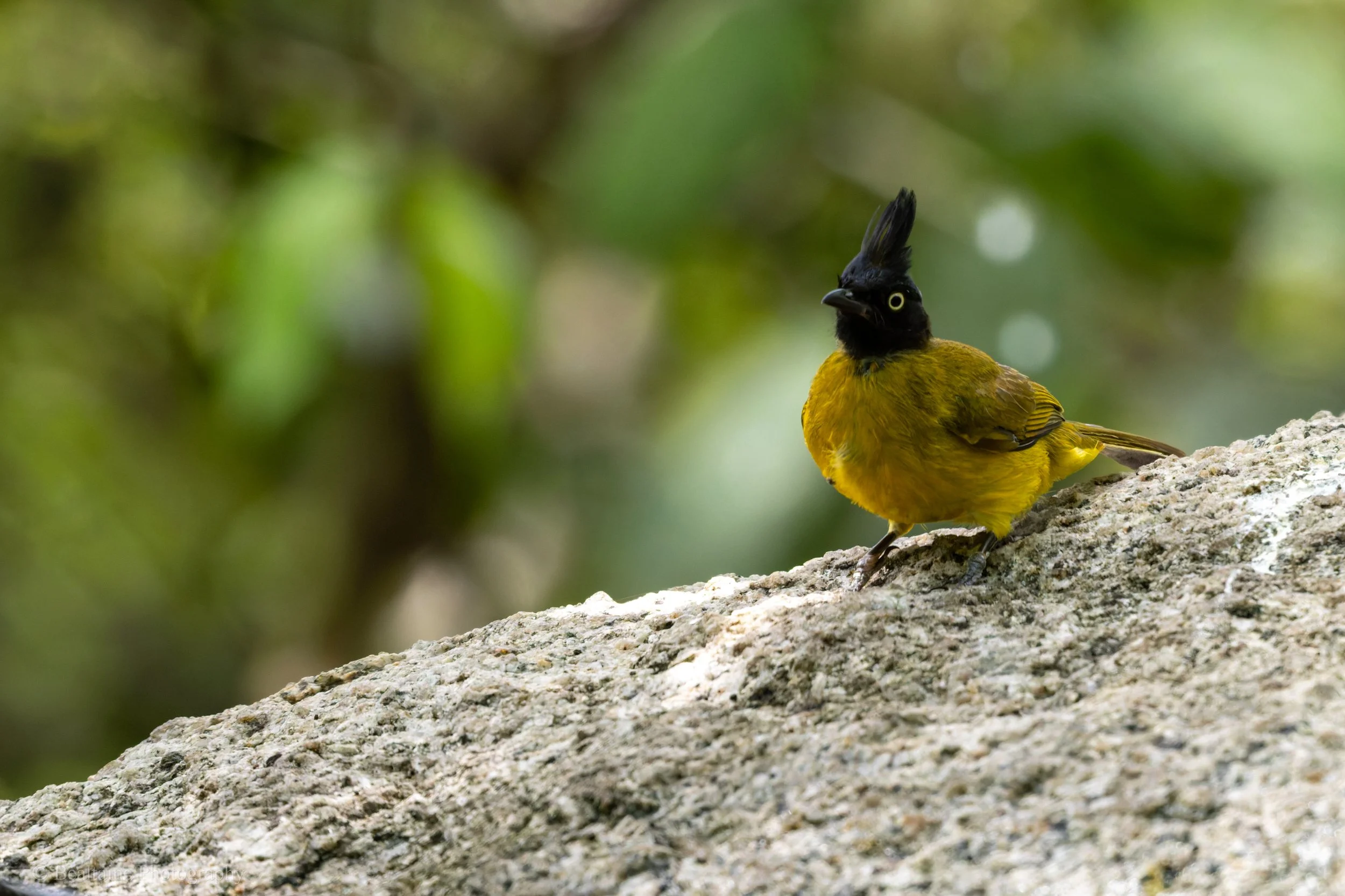 A colorful bird with yellow body, black head and crown, and white eyes perched on a textured rock or tree branch in a green, blurred natural background.