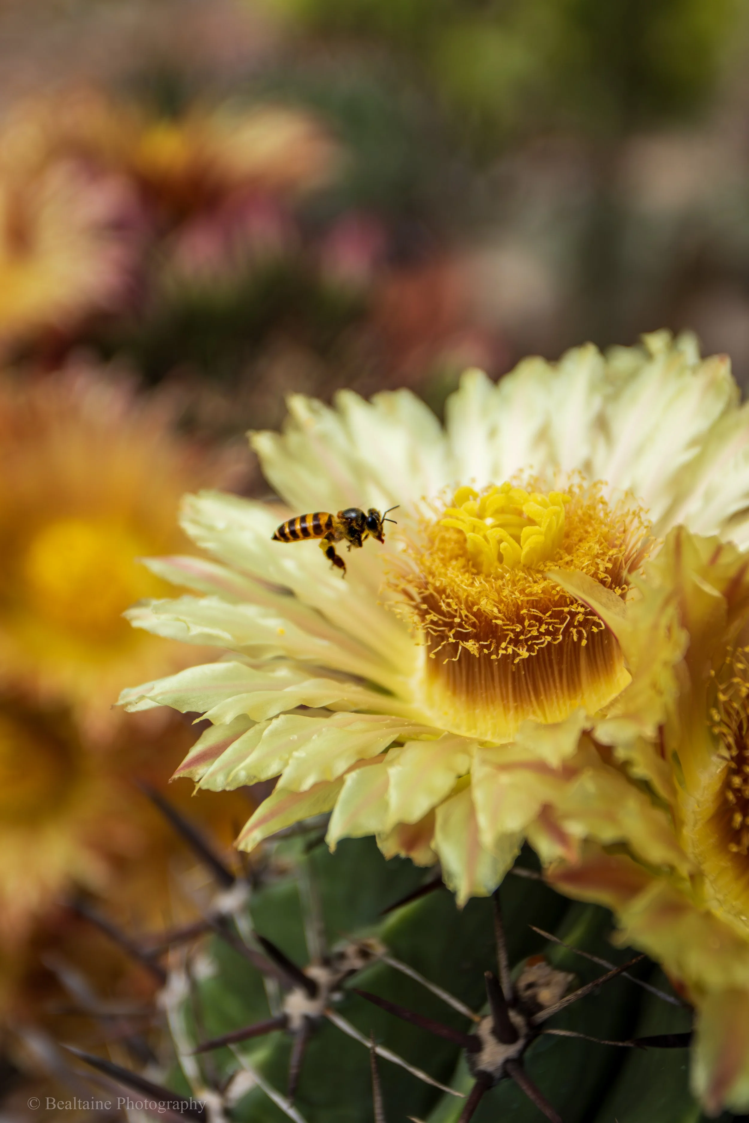 A bee flying near a large yellow flower with a red stem in a garden.