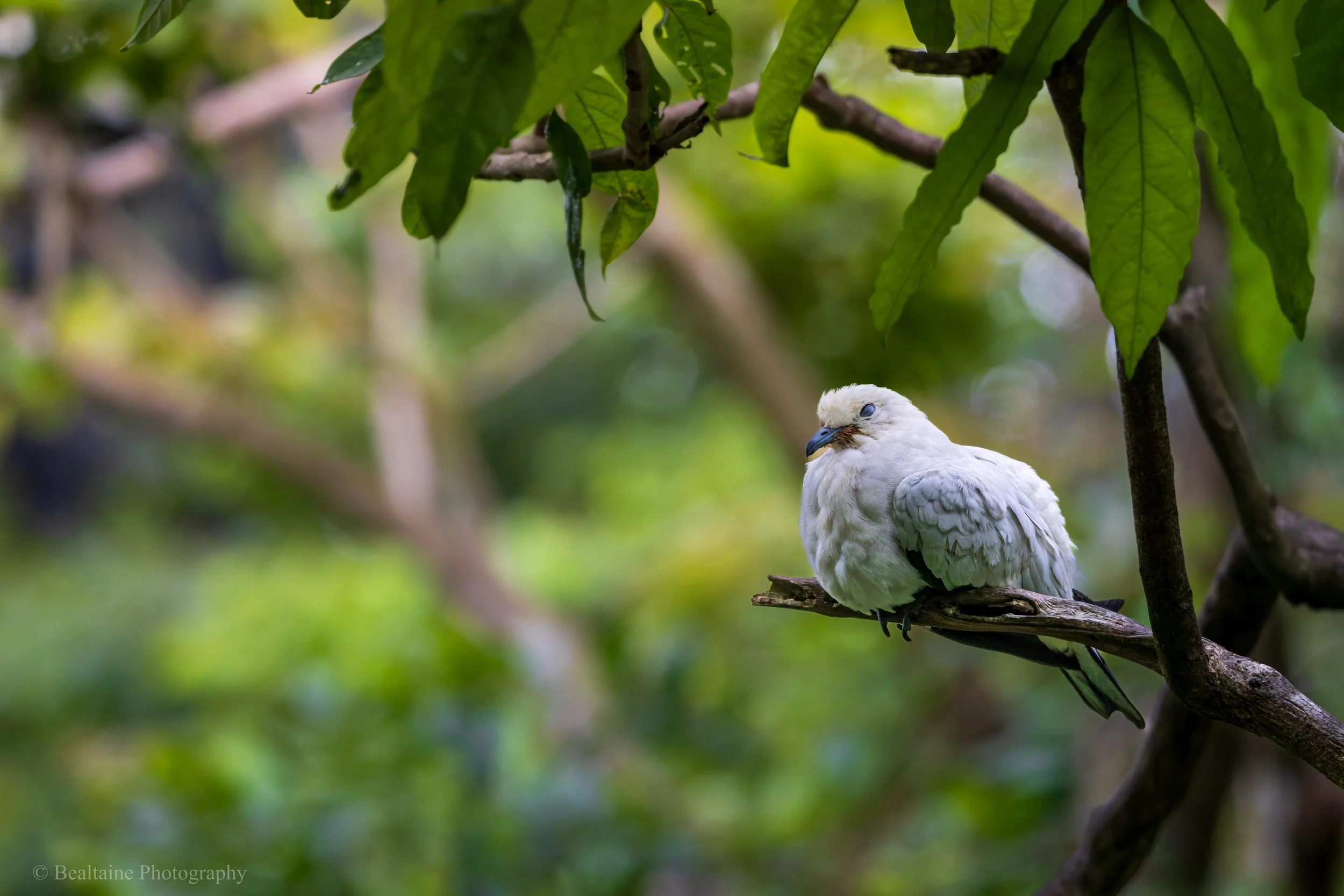 A white bird with black eyes and a dark beak sitting on a branch surrounded by green leaves.