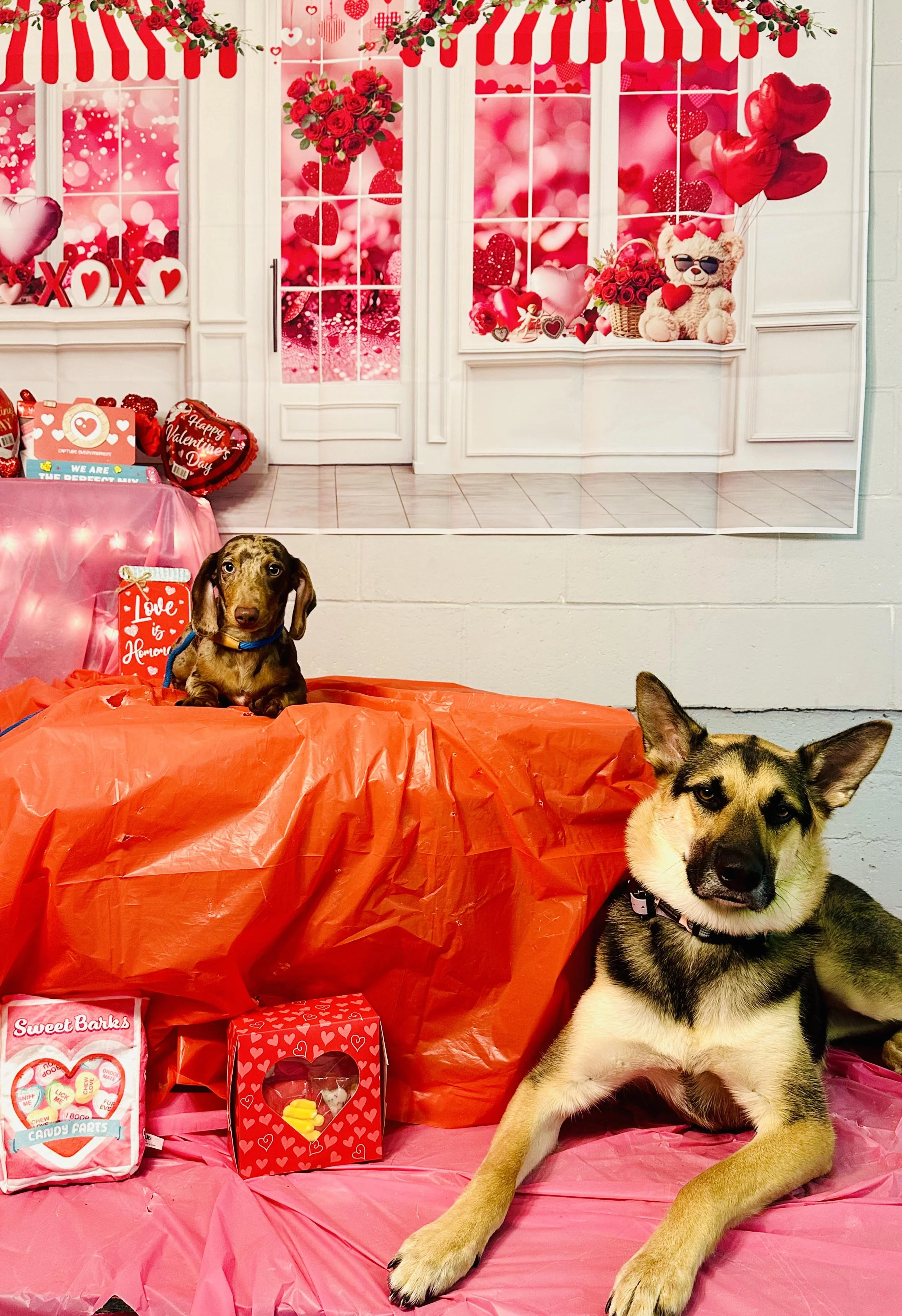 Kona Archie vday 2026.jpg