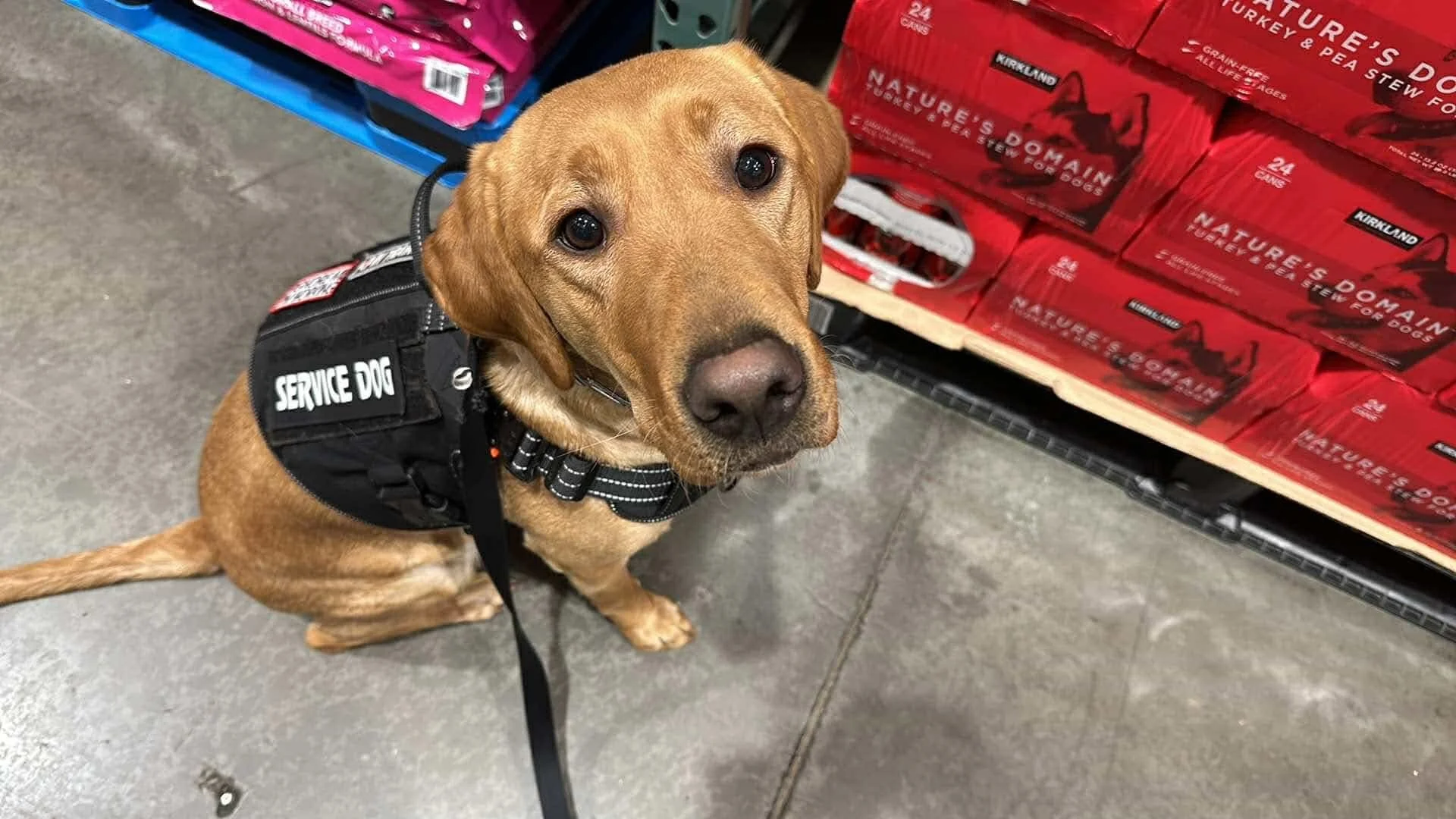 service dog odie.jpeg