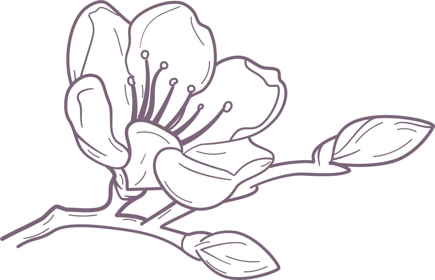 Line drawing of a blooming flower with two leaves on a branch.