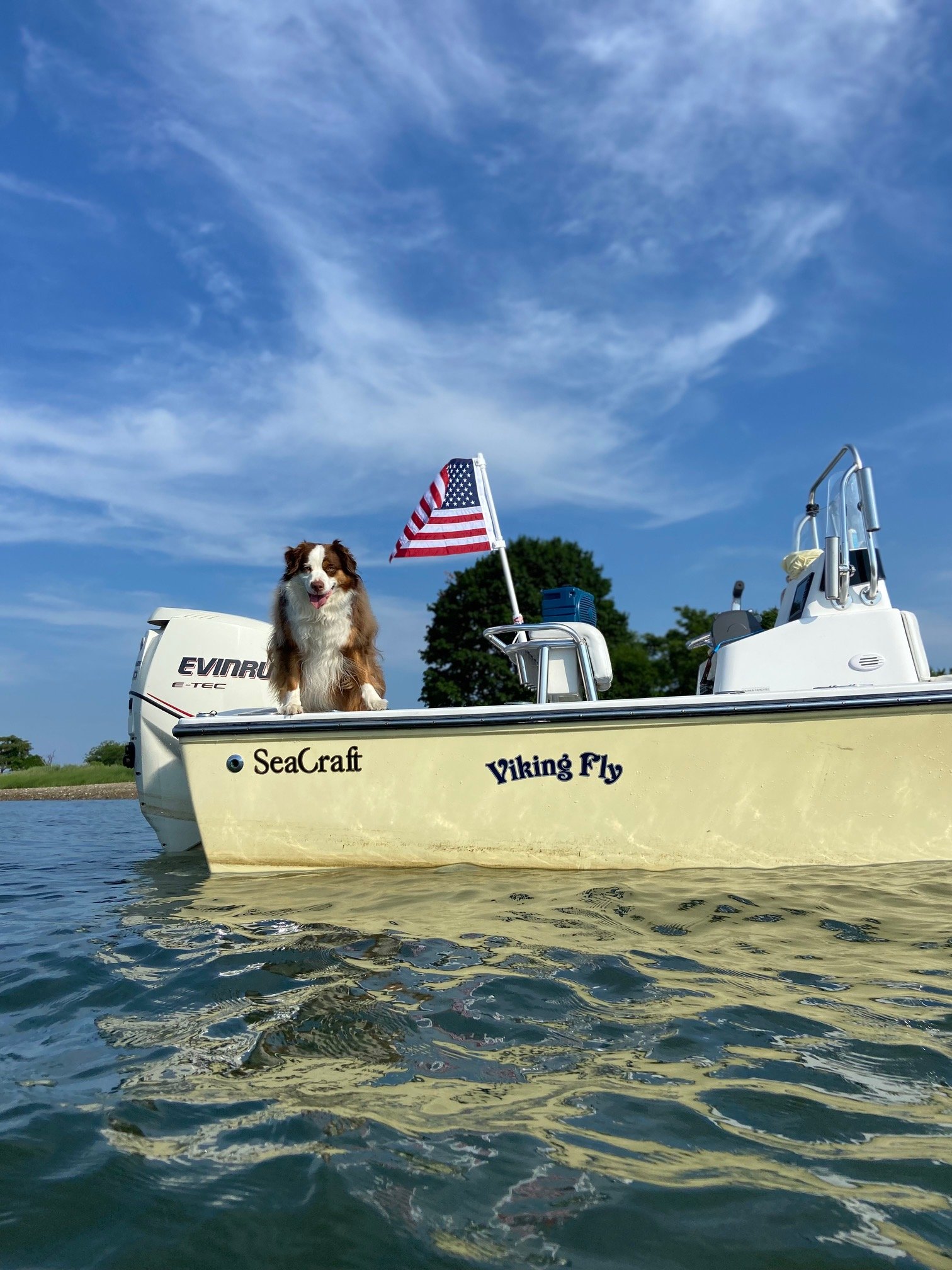 Australian Shepard on SecCraft in the Norwalk Islands Connecticut