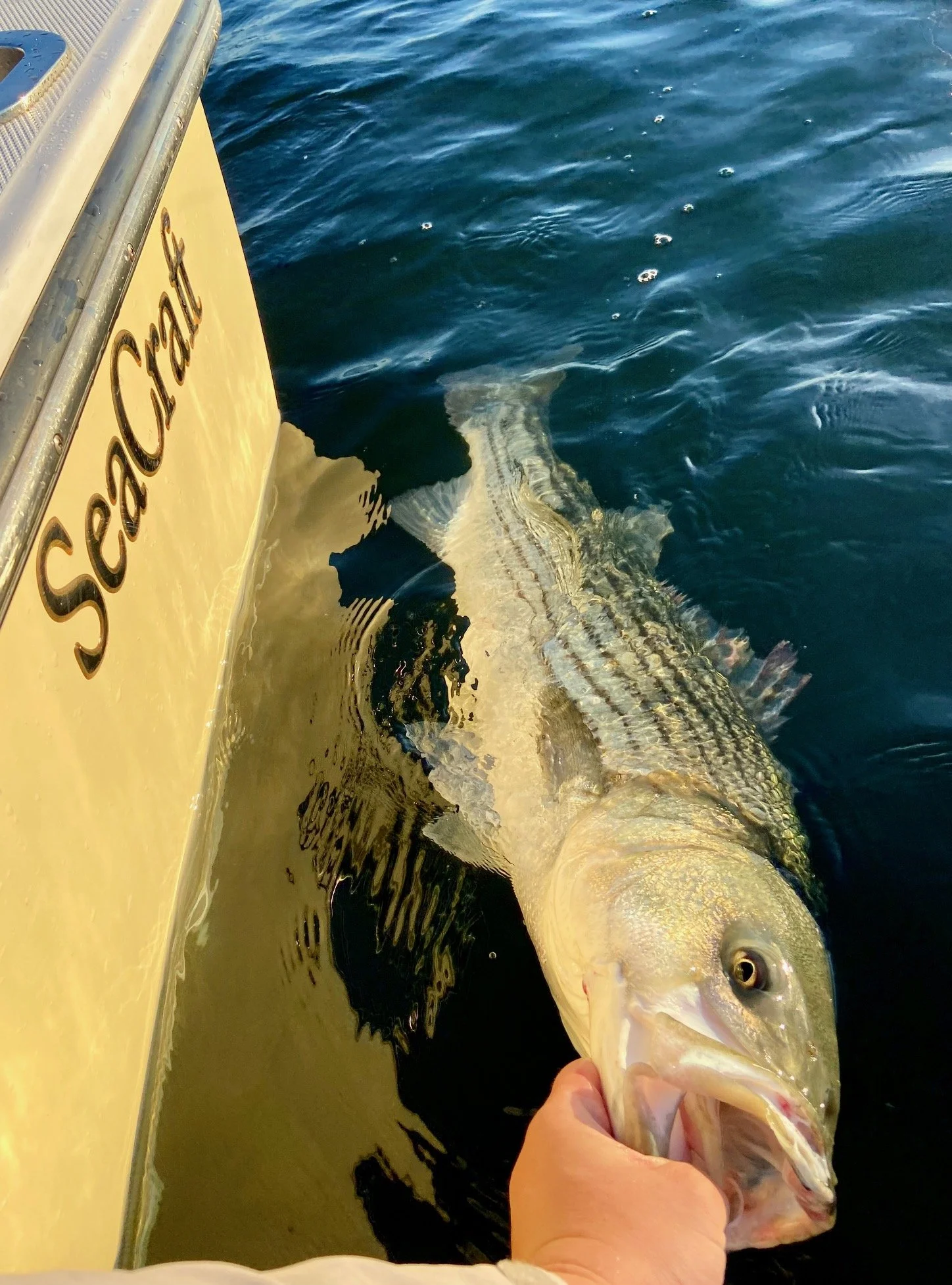 Catch & Release