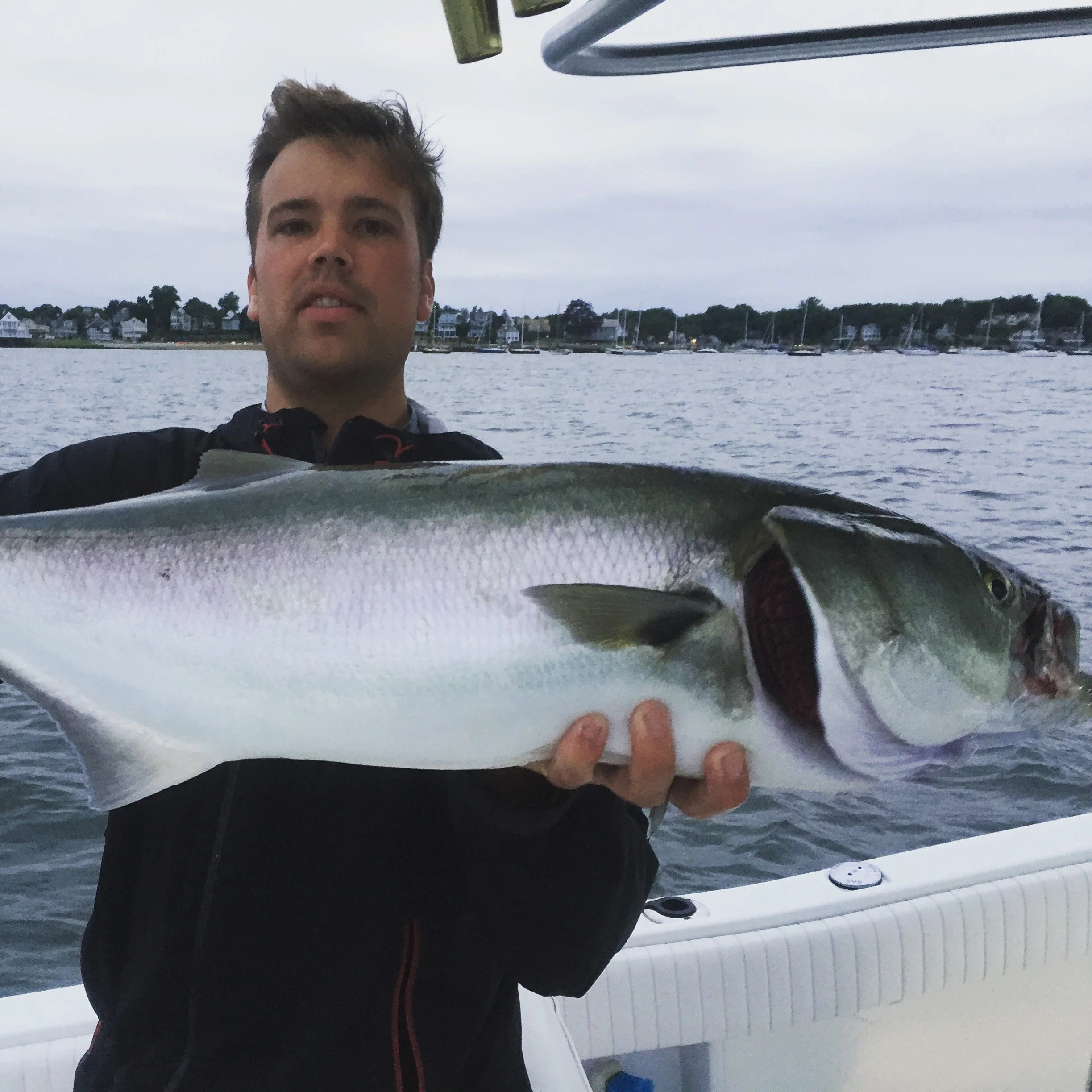 Bluefish