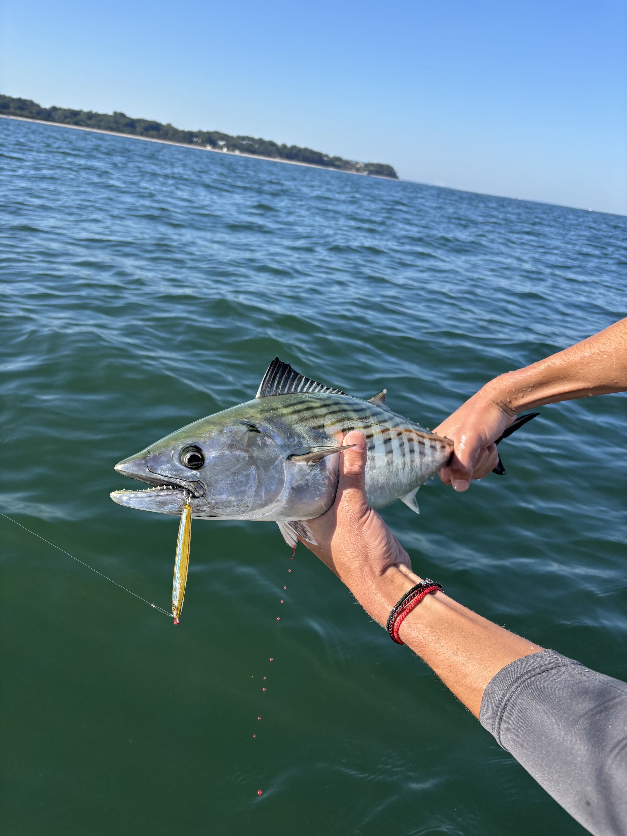 Bonito bite on Long Island Sound