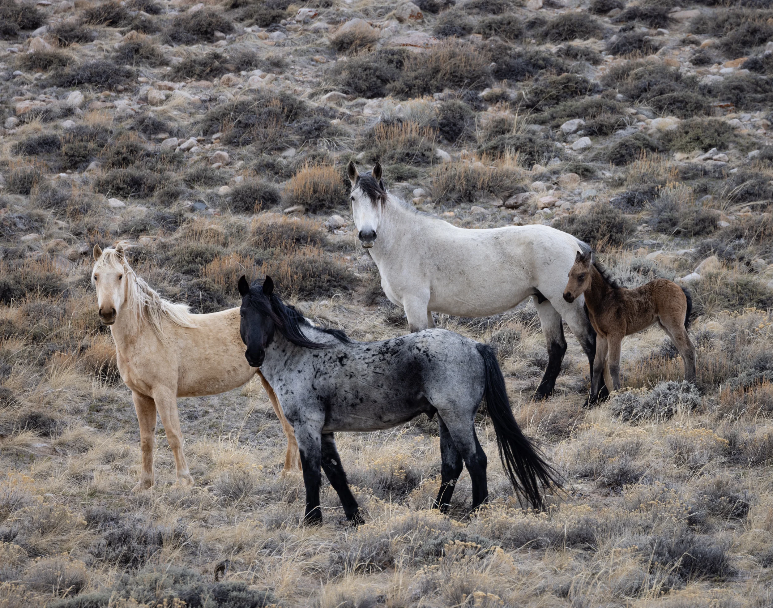 Three adult wild horses with a foal