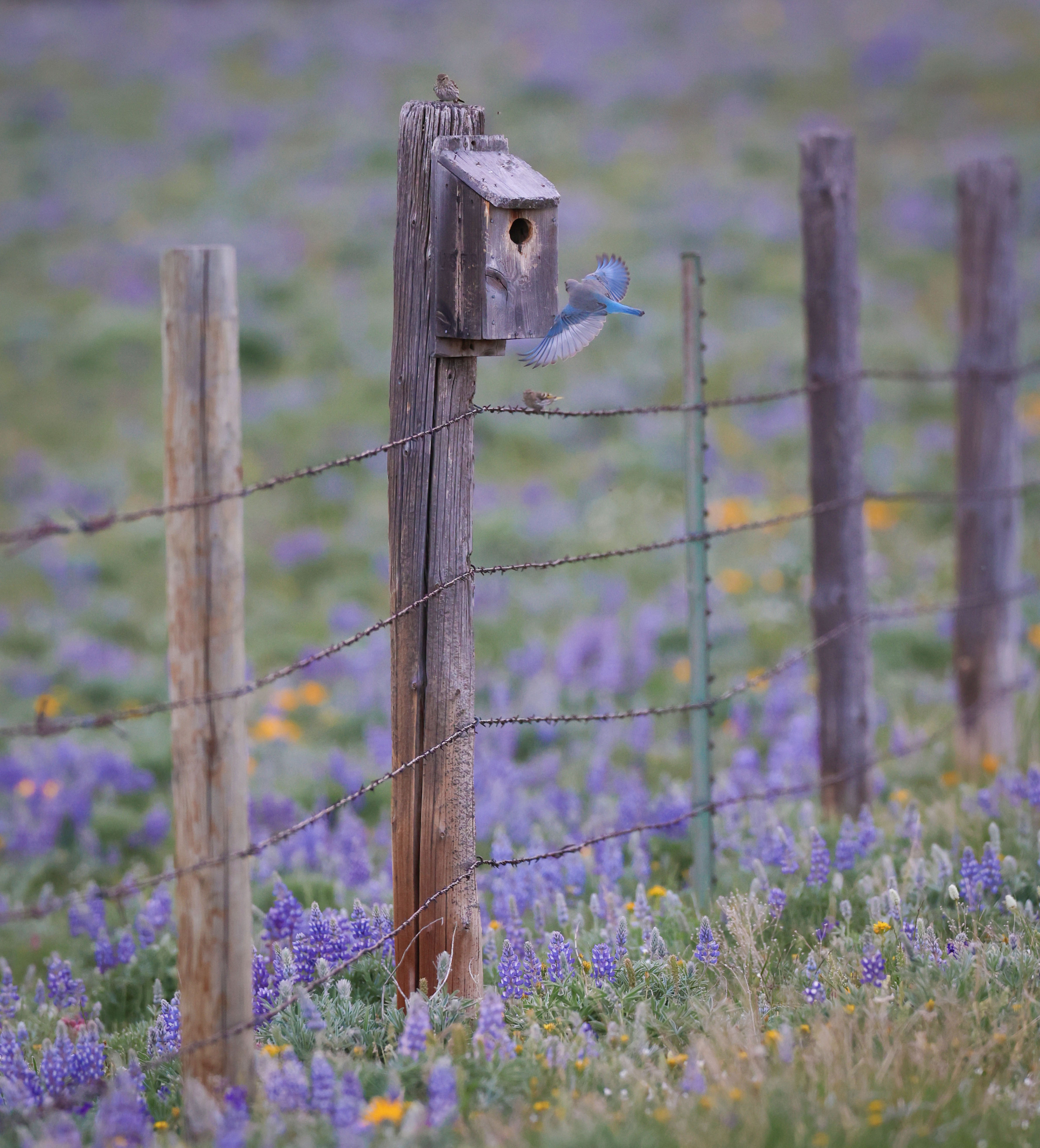 Bluebird with Wild Flowers