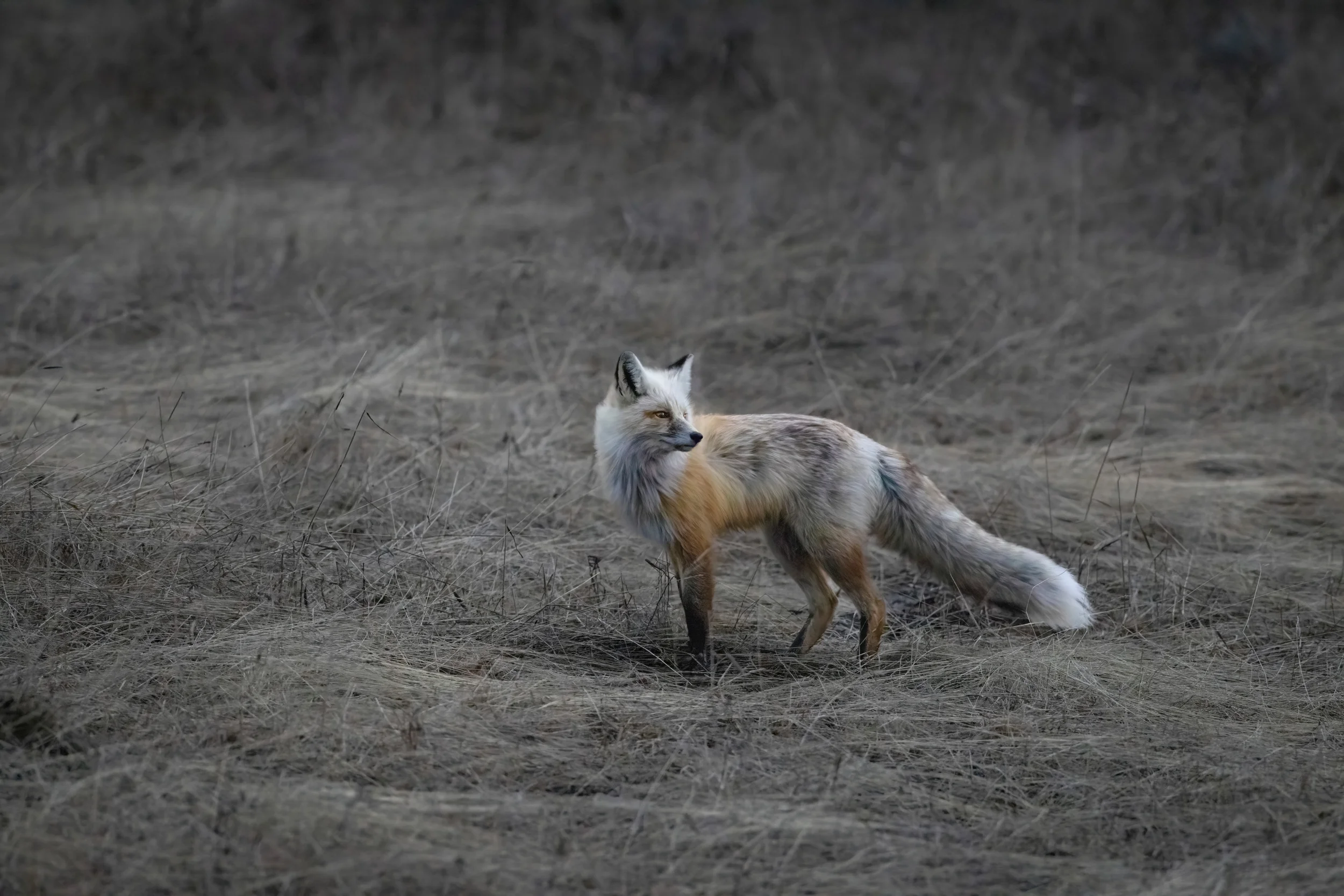 Fox in Field
