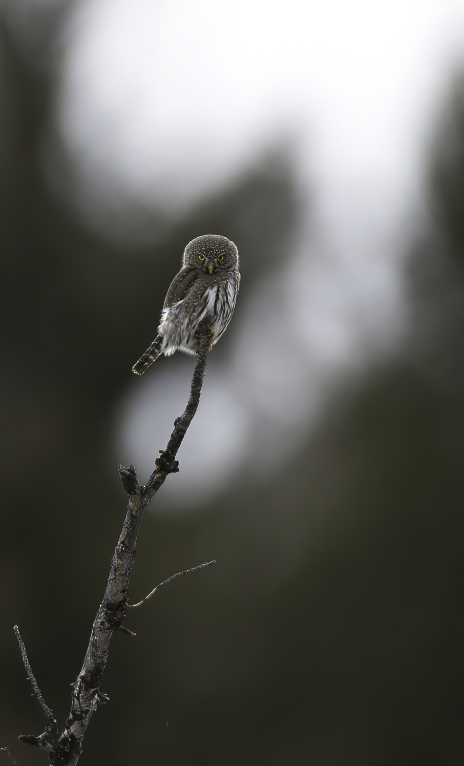 Owl on a Branch - A