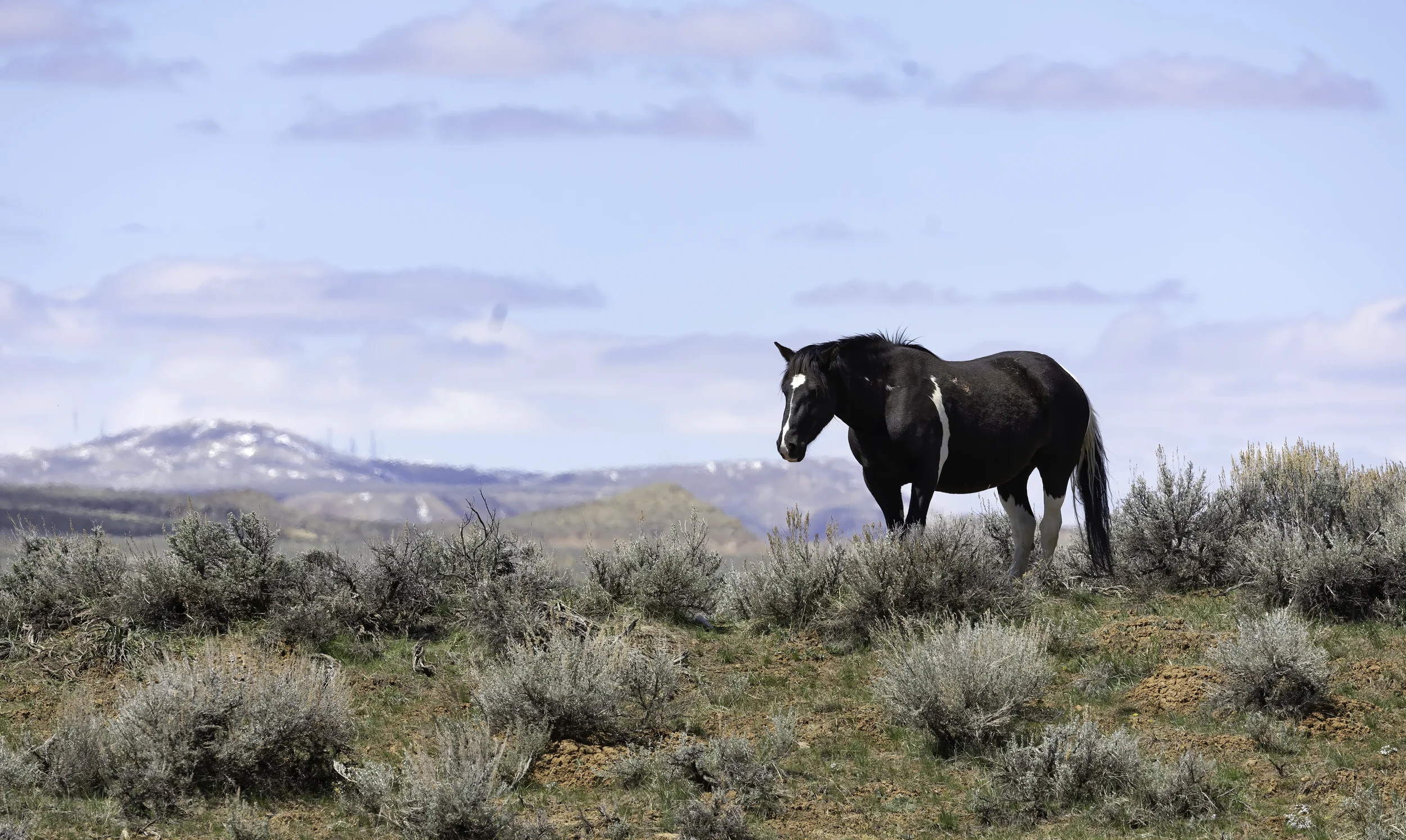 Wild horse with mountain background