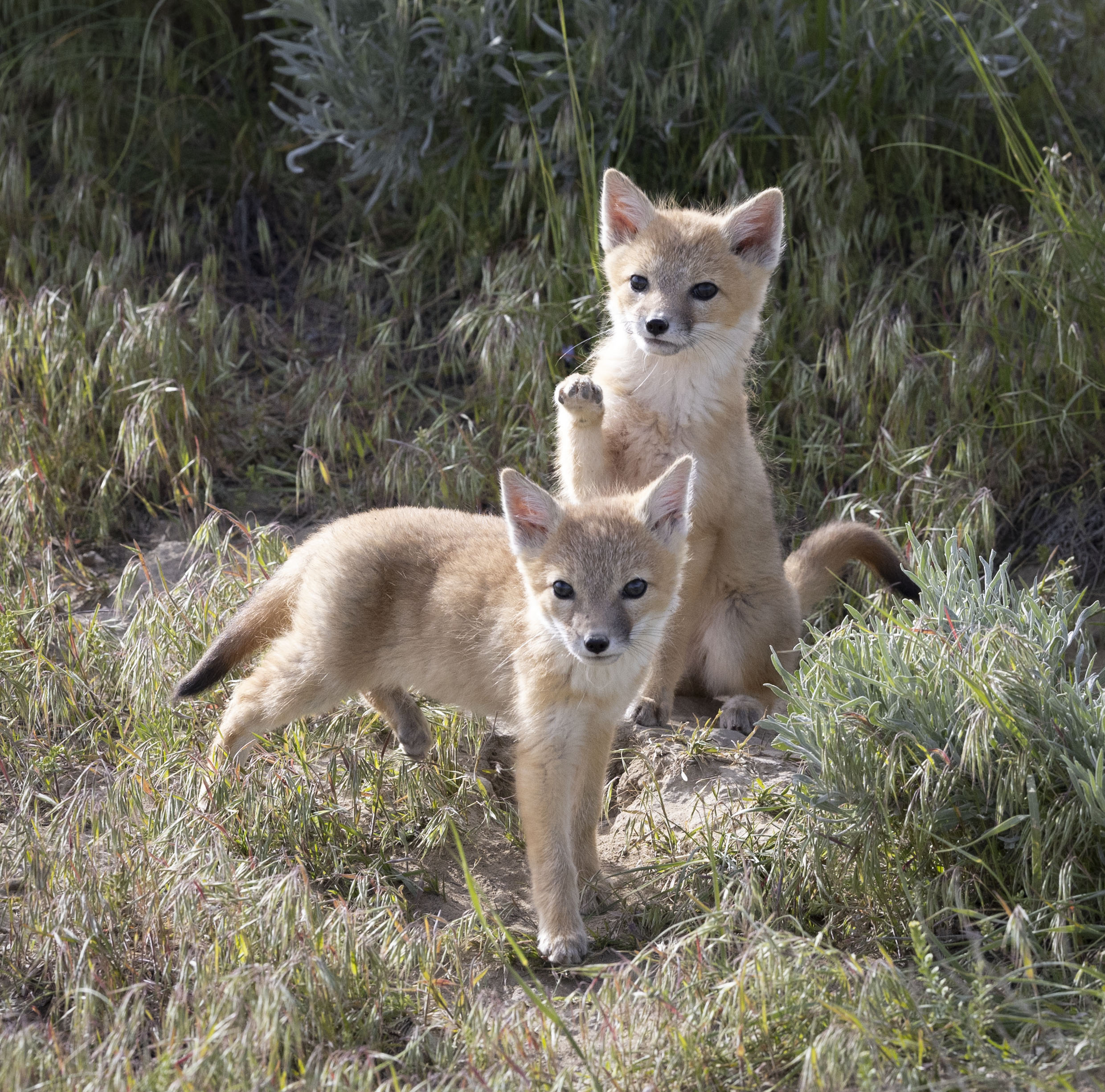 Curious Fox Kits