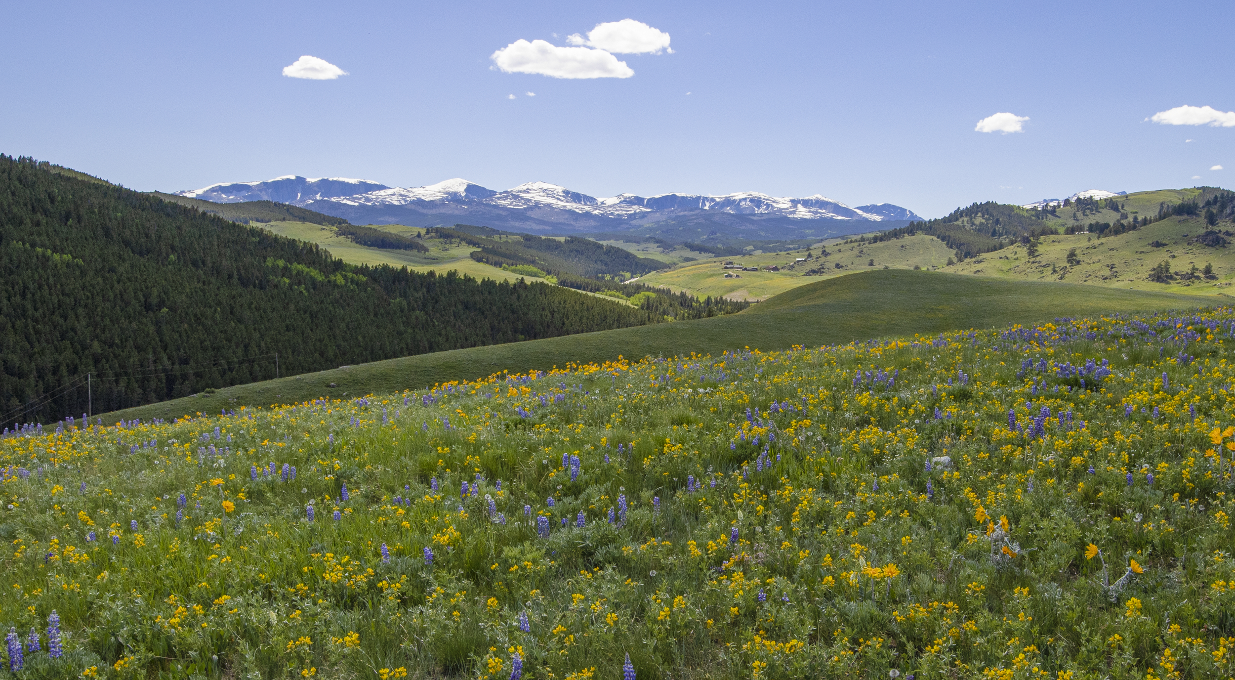 Wildflowers in a field with mountains in the distance