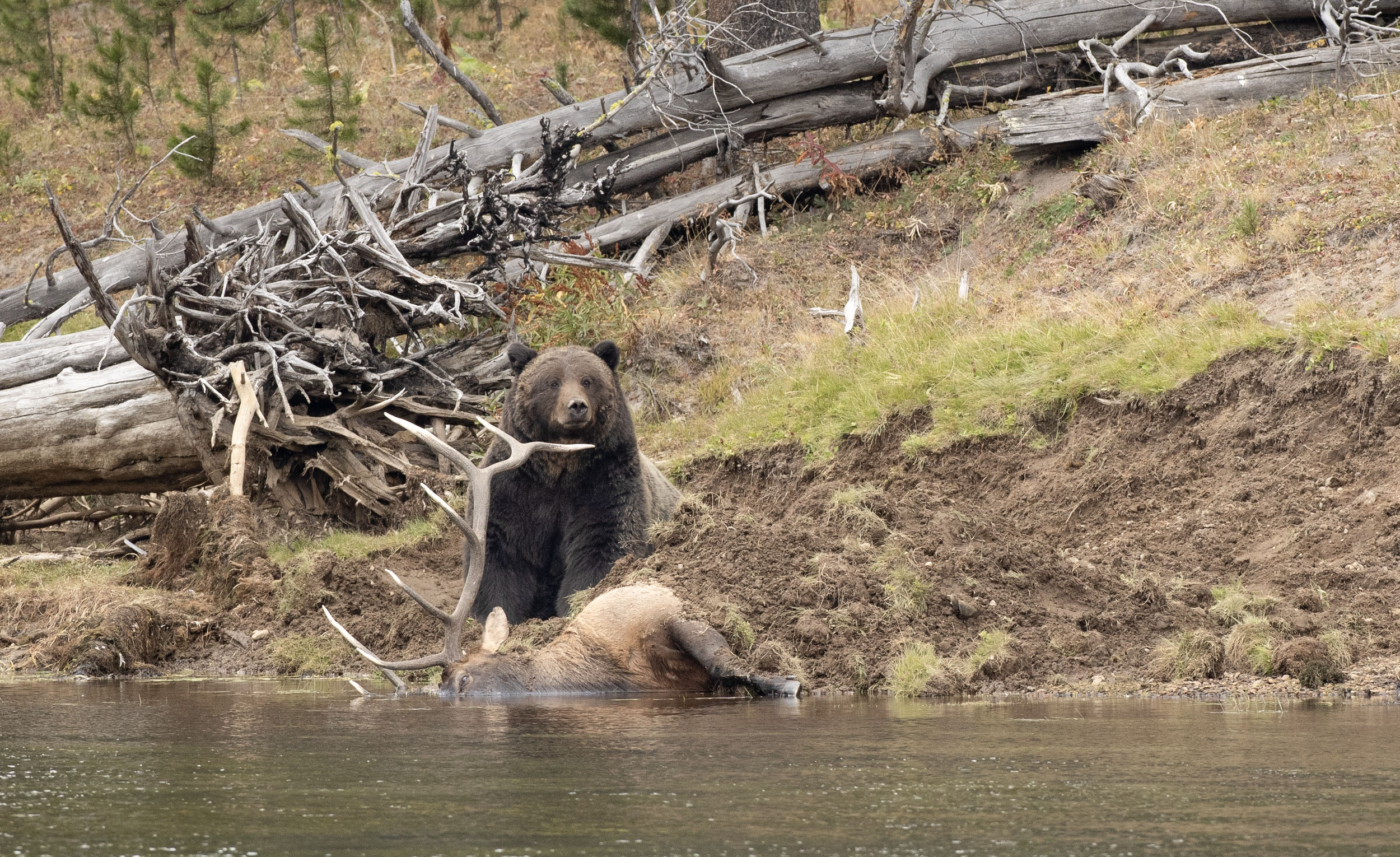 Grizzly Bear with a Dead Elk