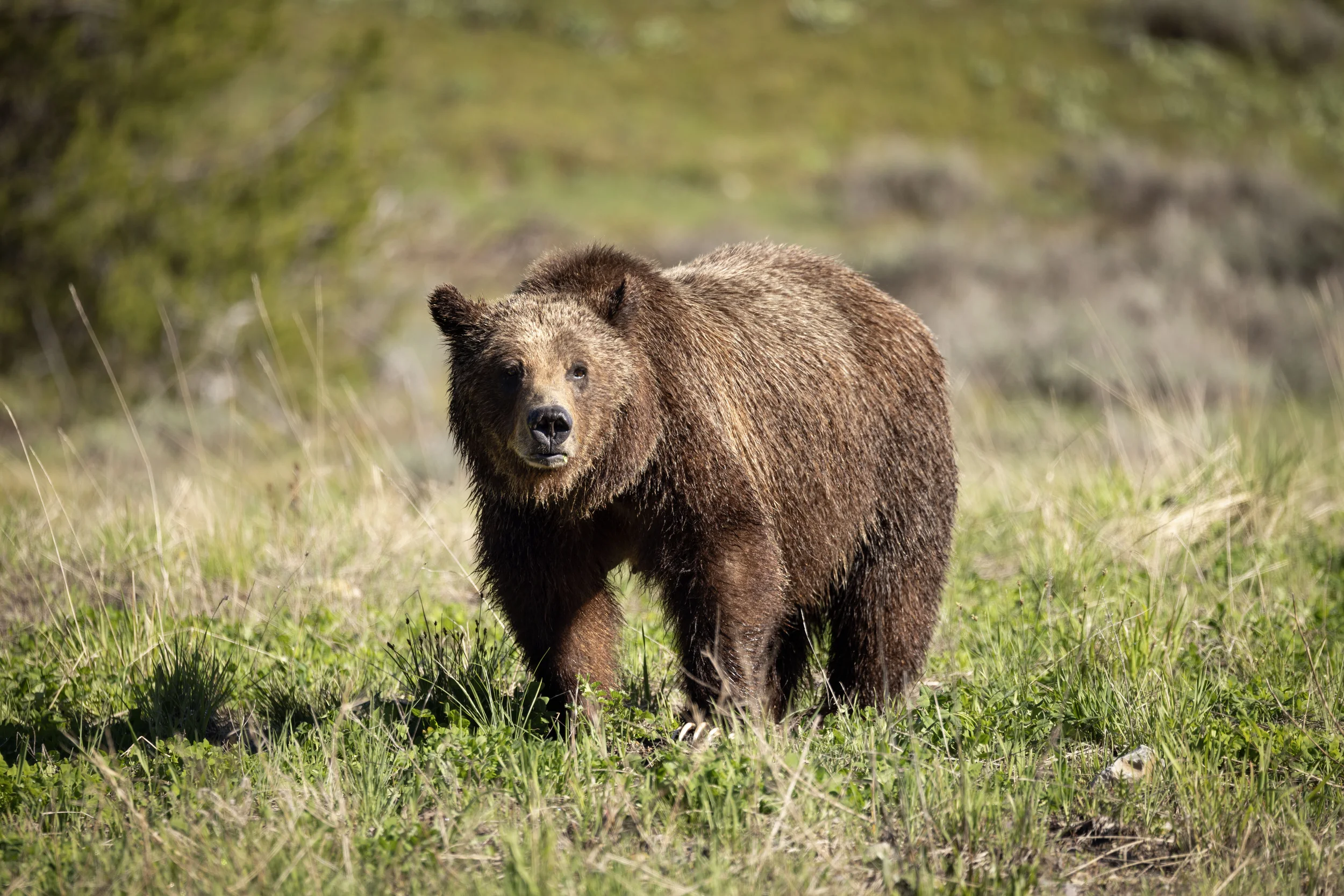 Stoic Grizzly Bear