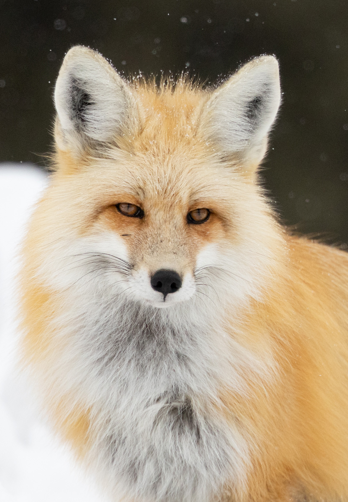 Winter Fox