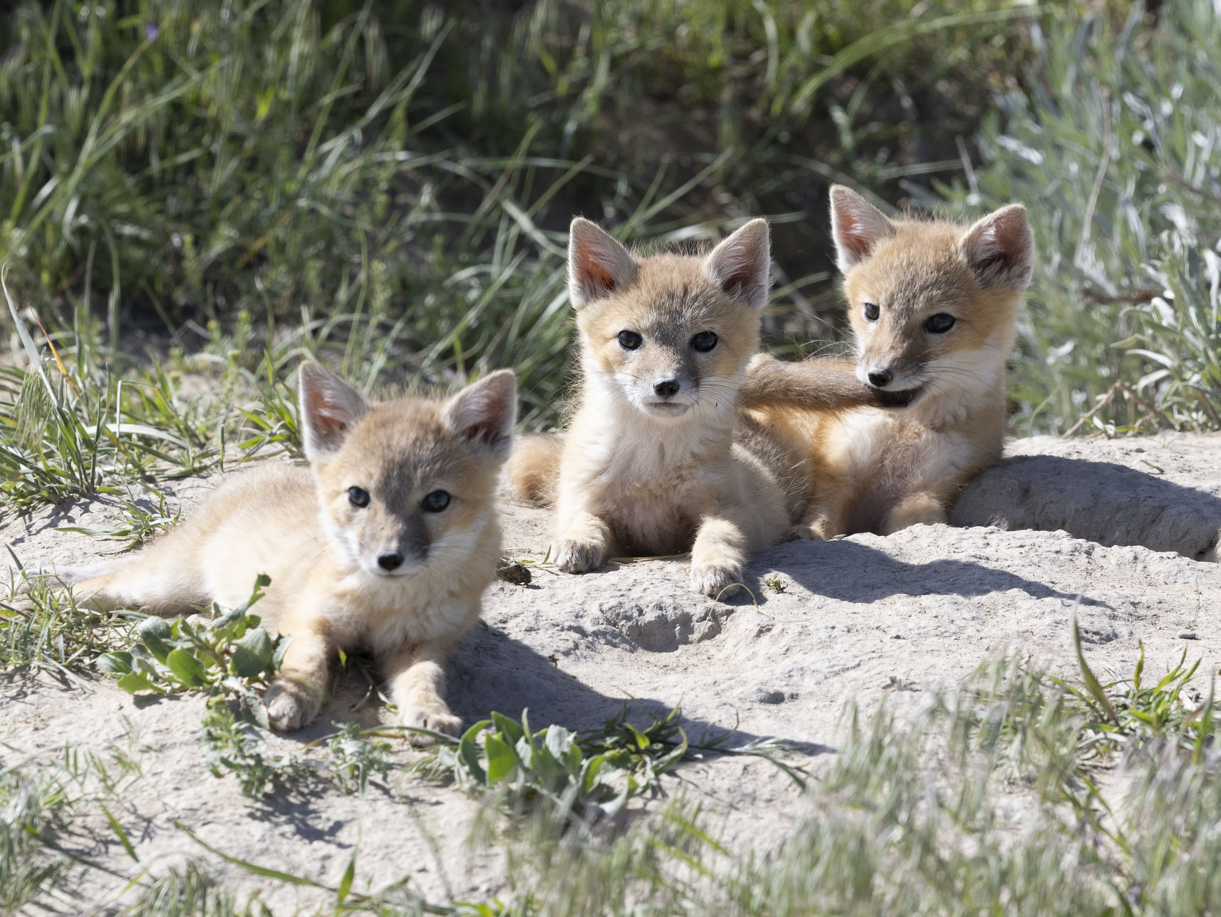 Trio of Fox Kits