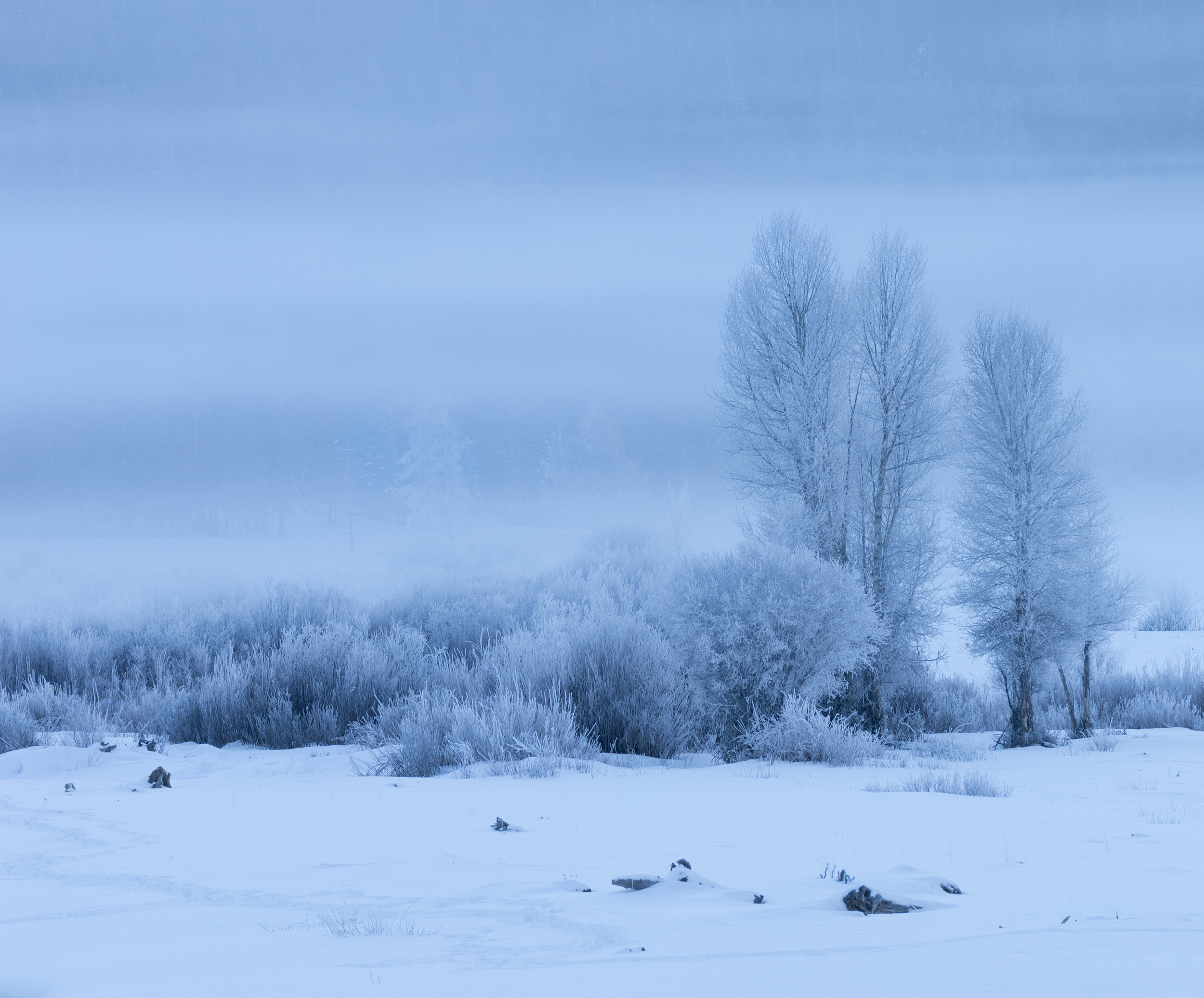Blue Winter
