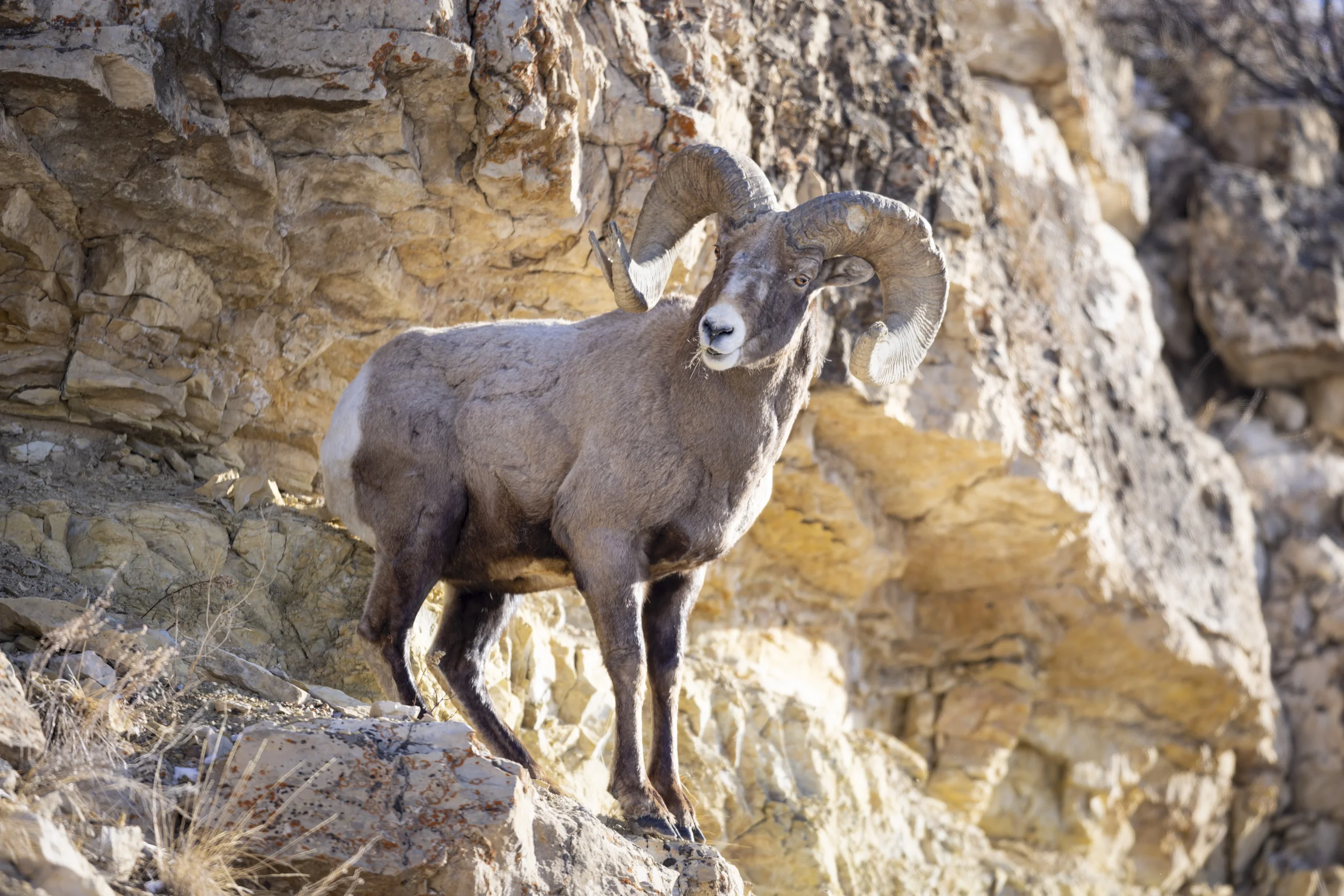 Bighorn Sheep on a Cliff