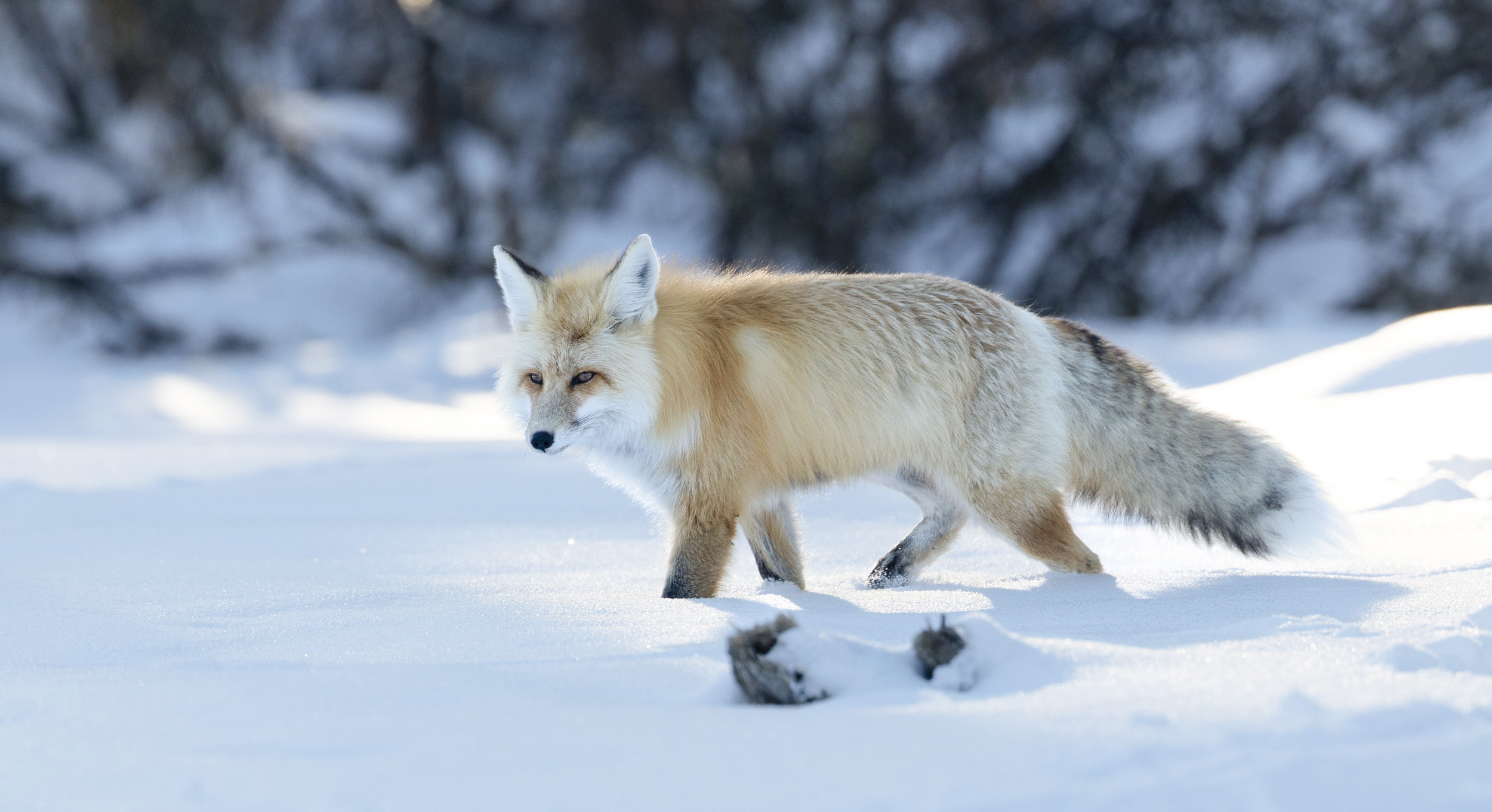 Fox in Winter