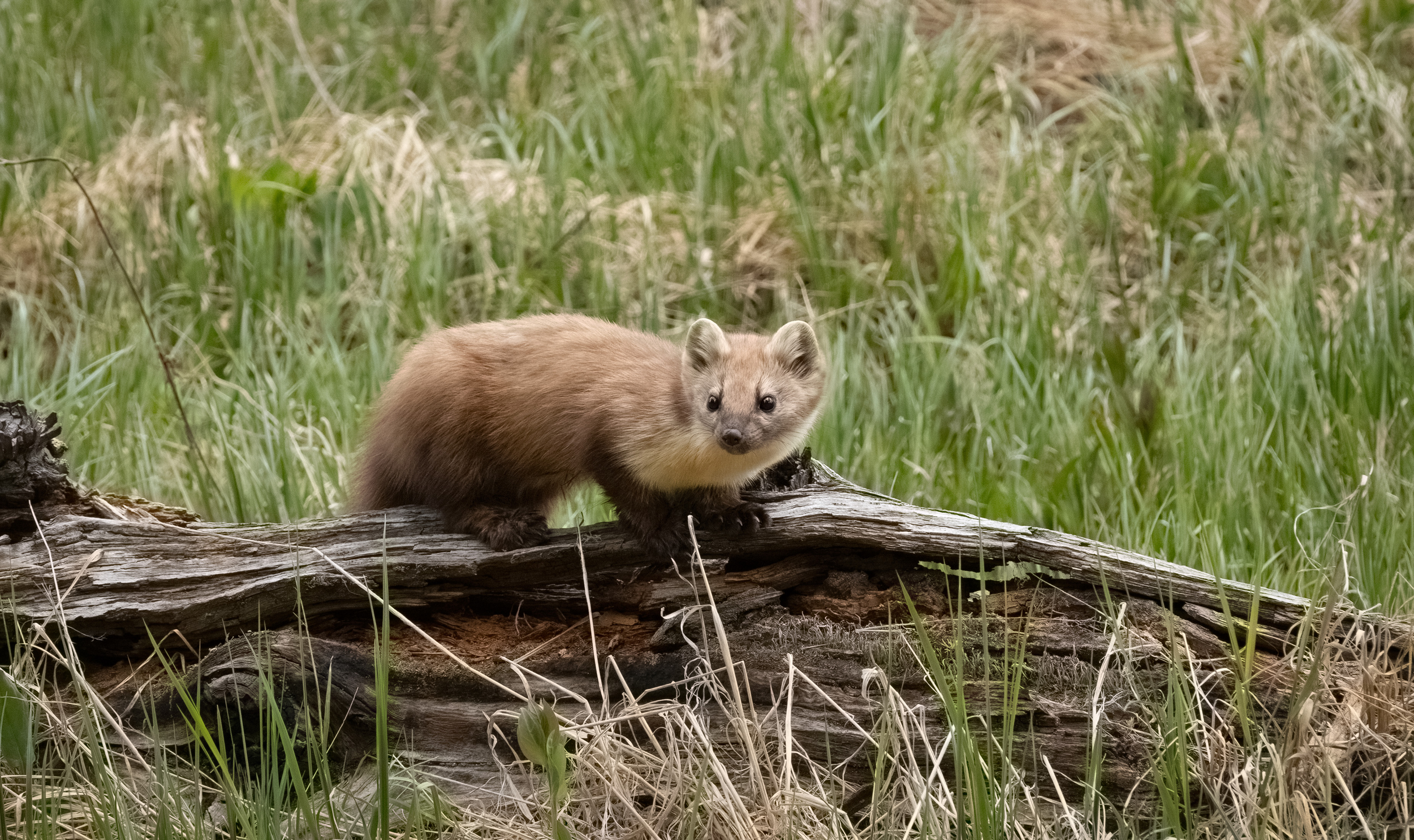 Pine Marten on a log