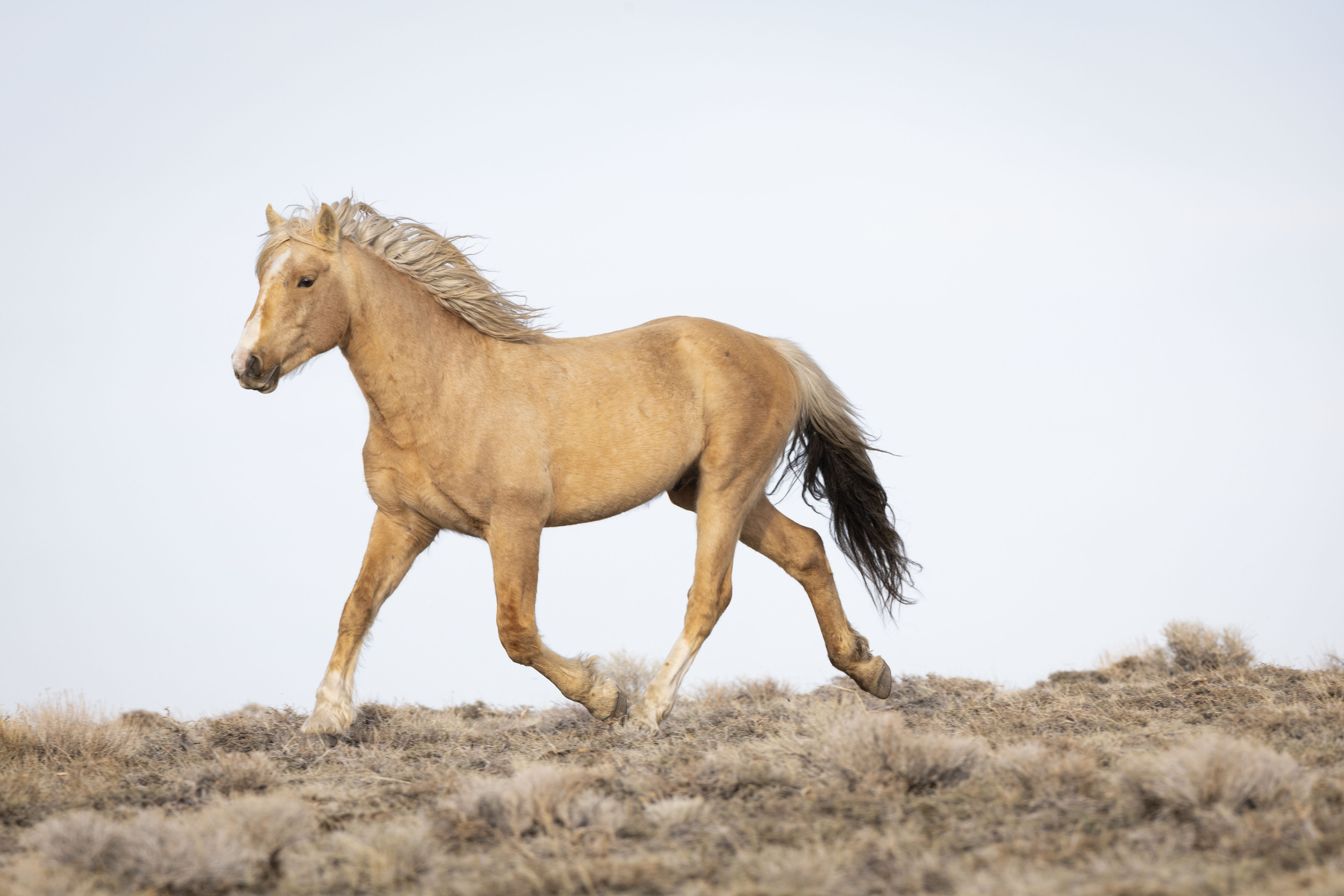 Wild horse