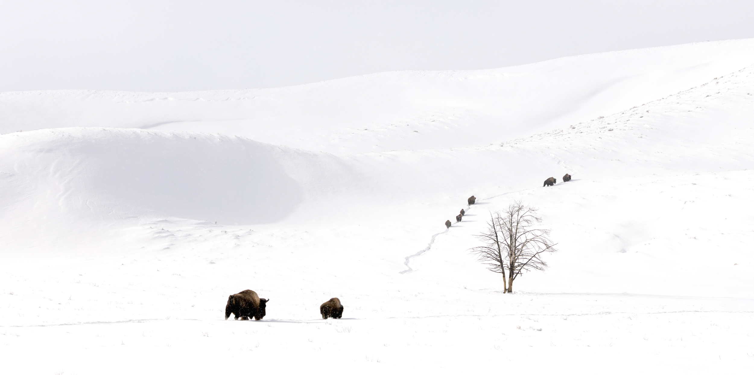 Bison in the Distance