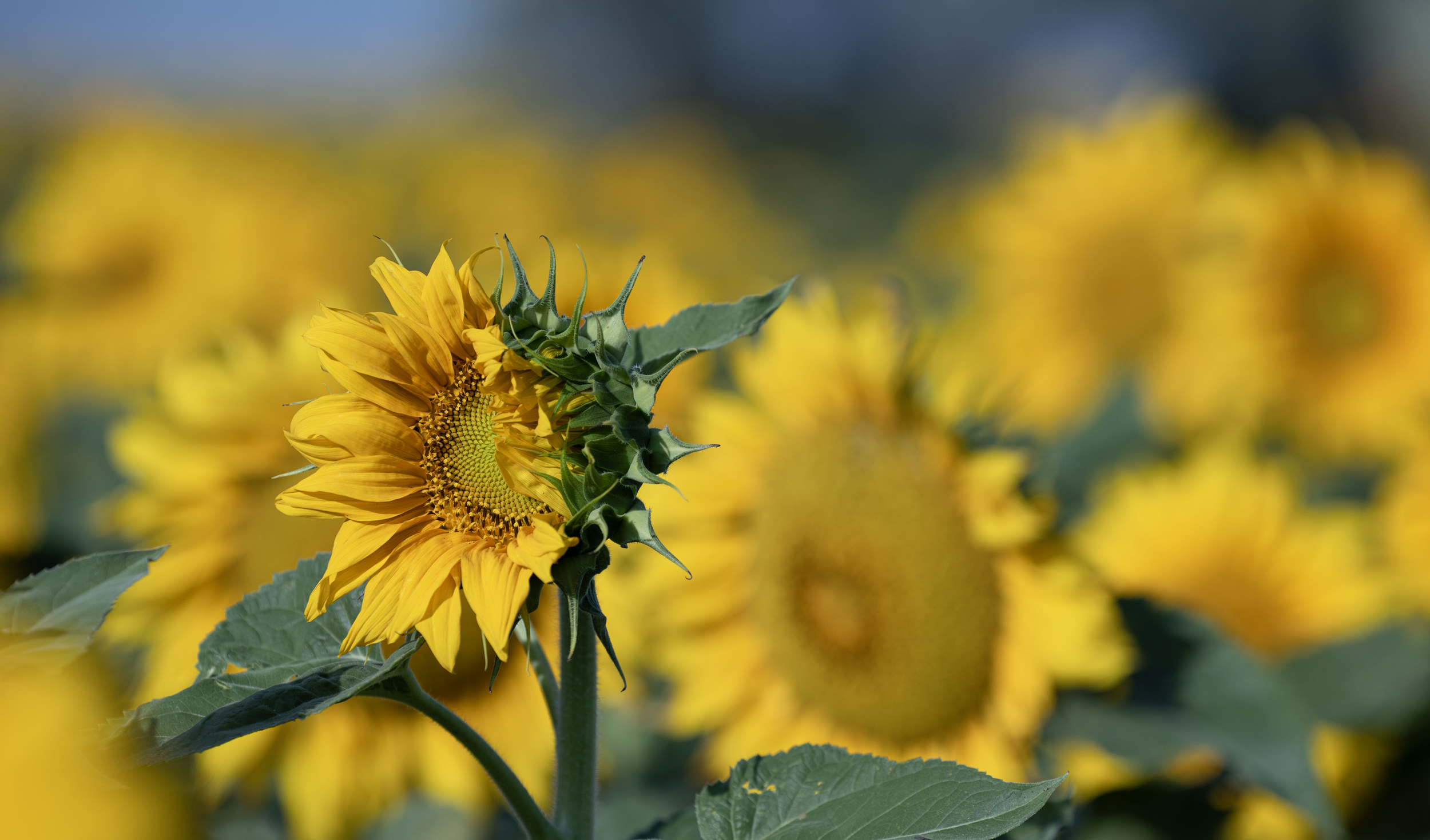 Sunflowers