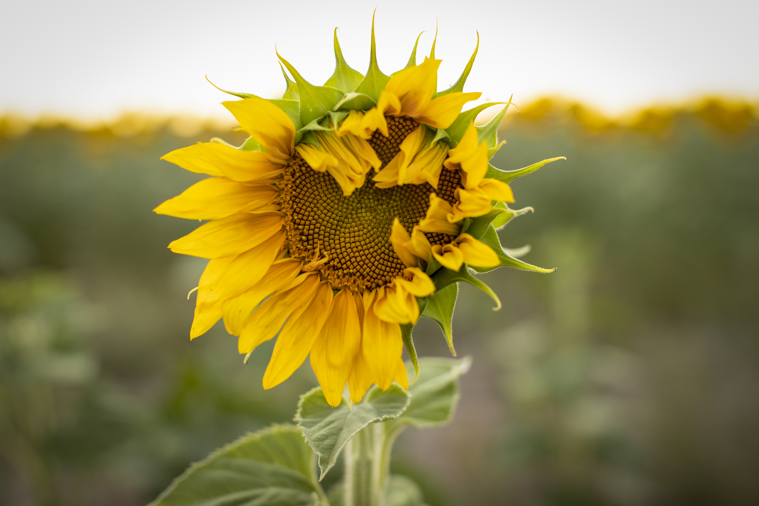 Sunflower in a Field