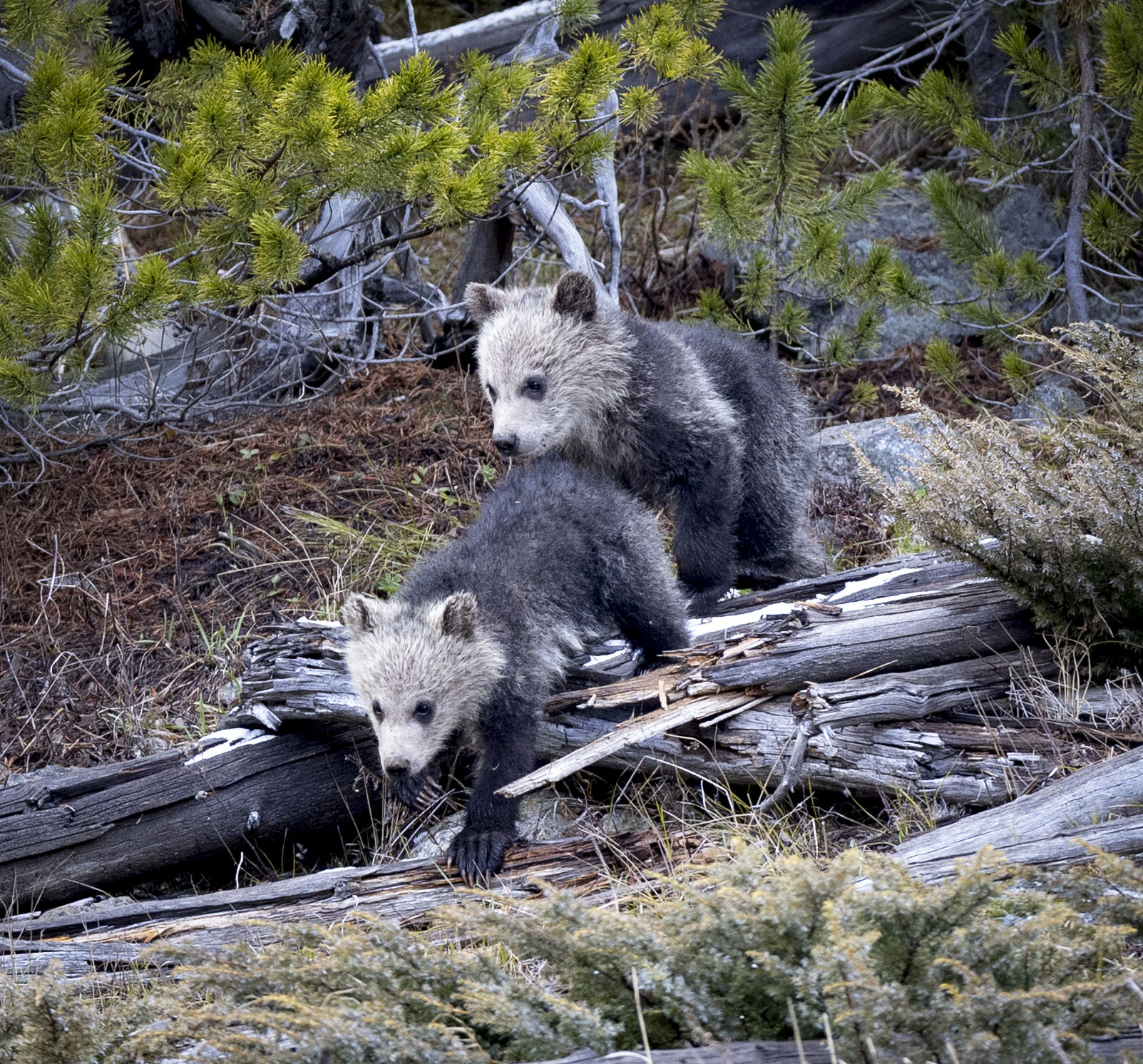 Bear Cubs Playing