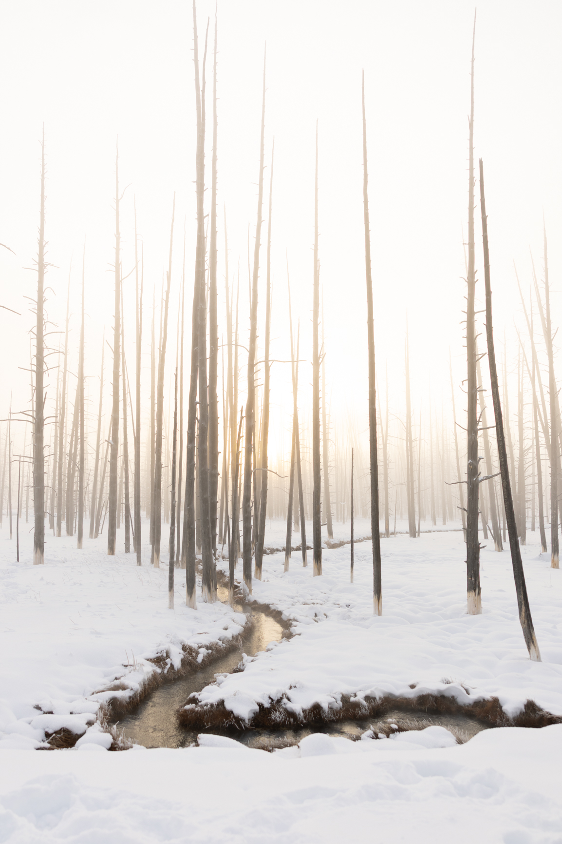 Winter Fog