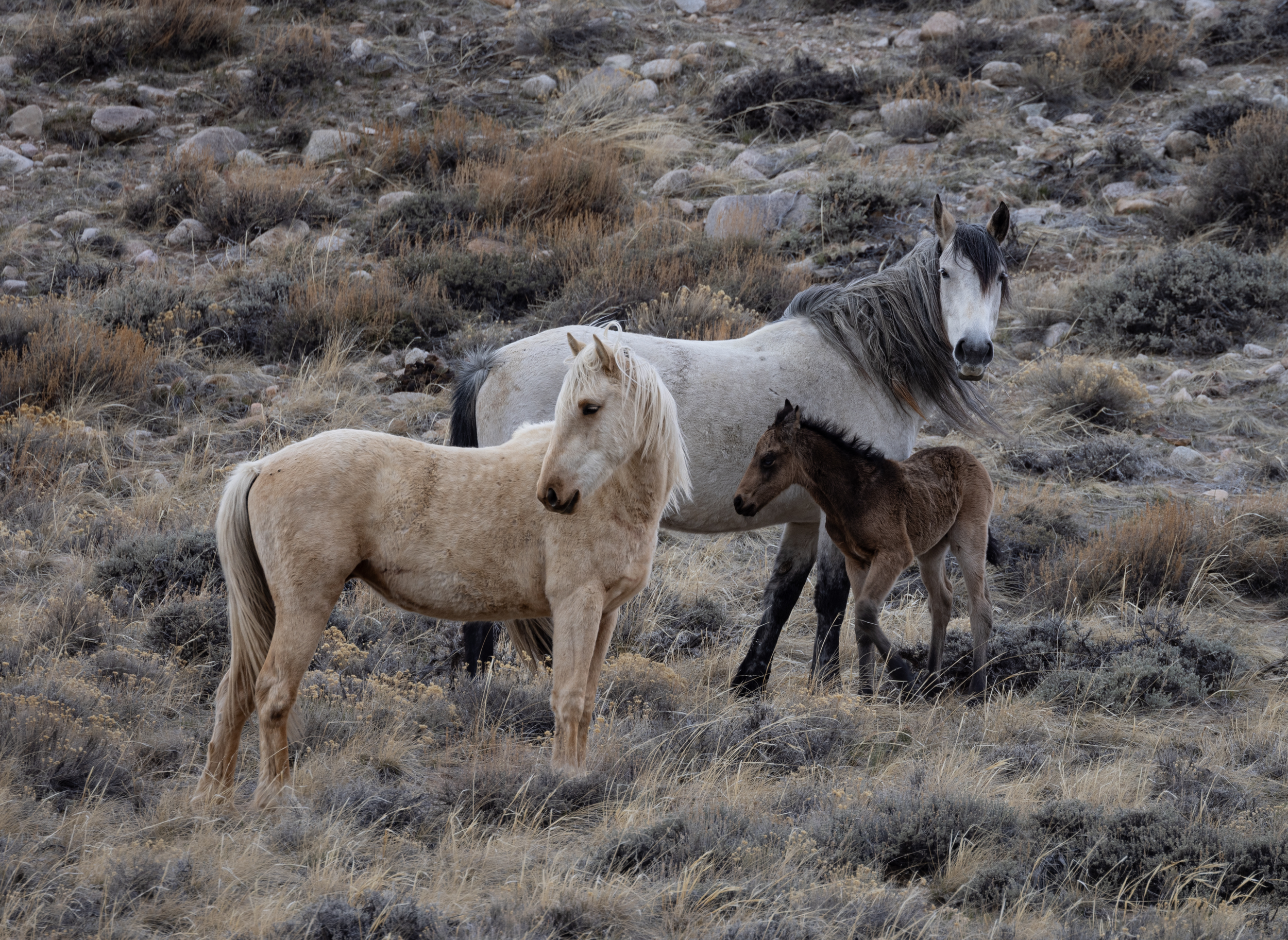 Wild horses with foal