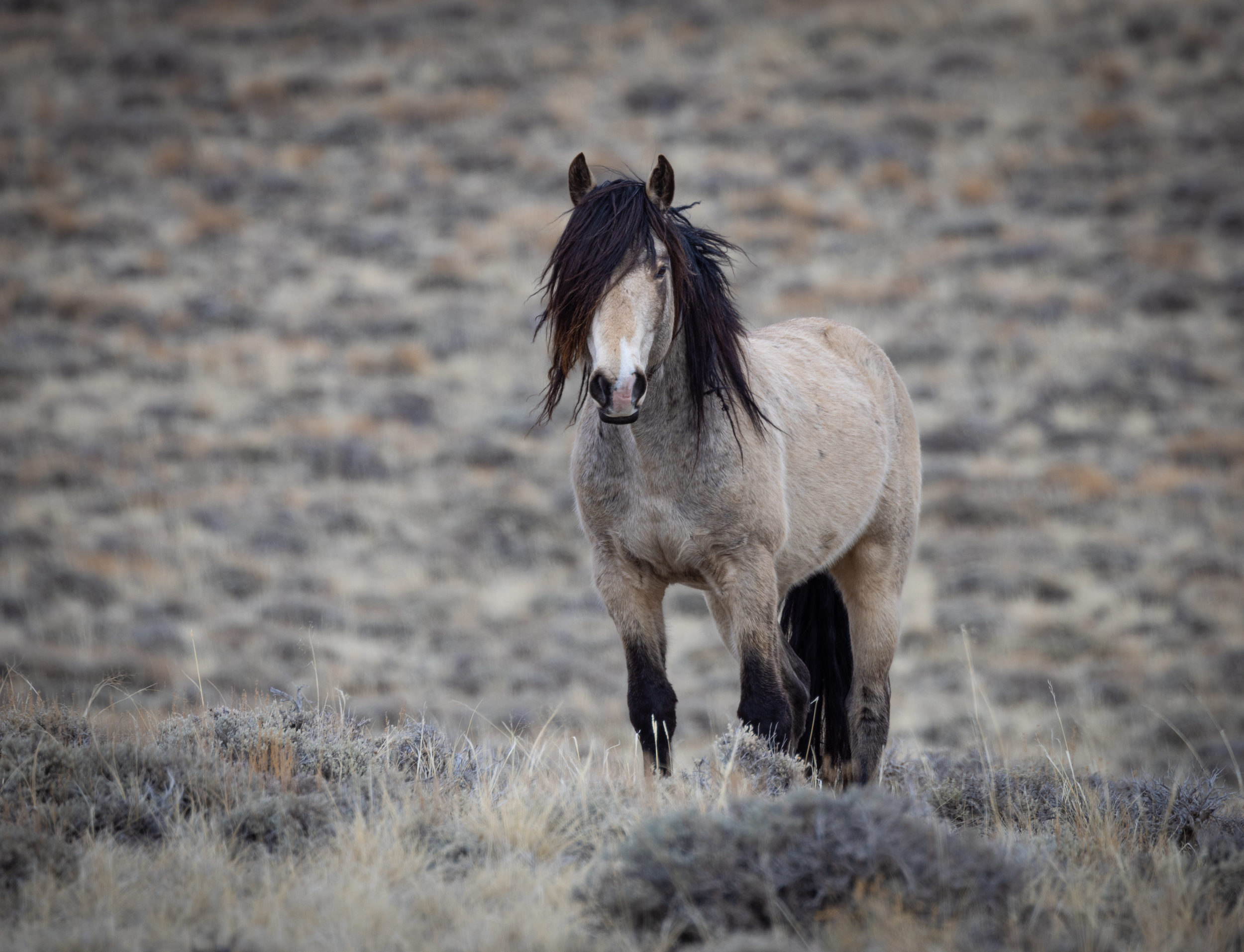 Emo wild horse