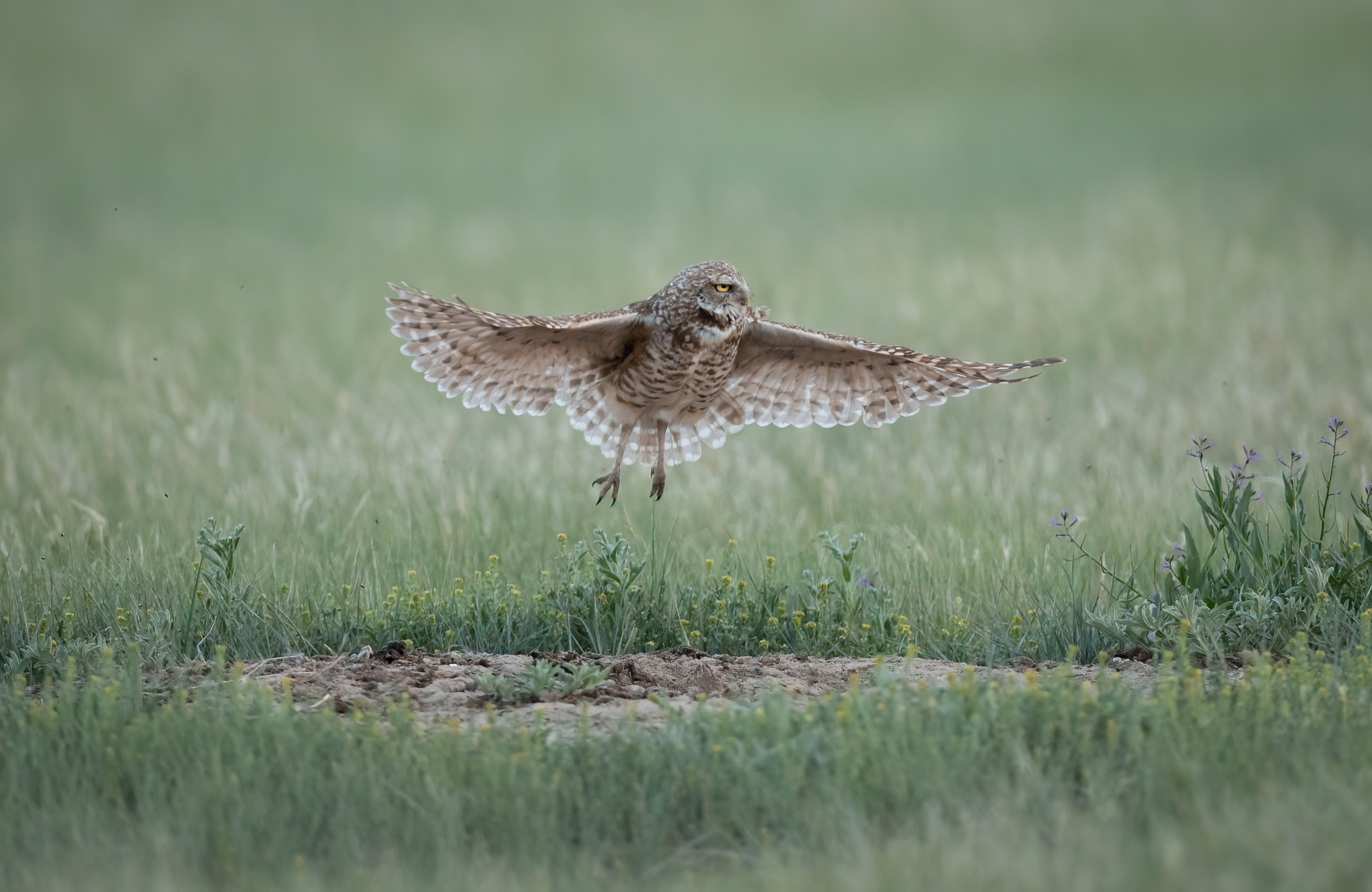 Burrowing Owl in Flight - B