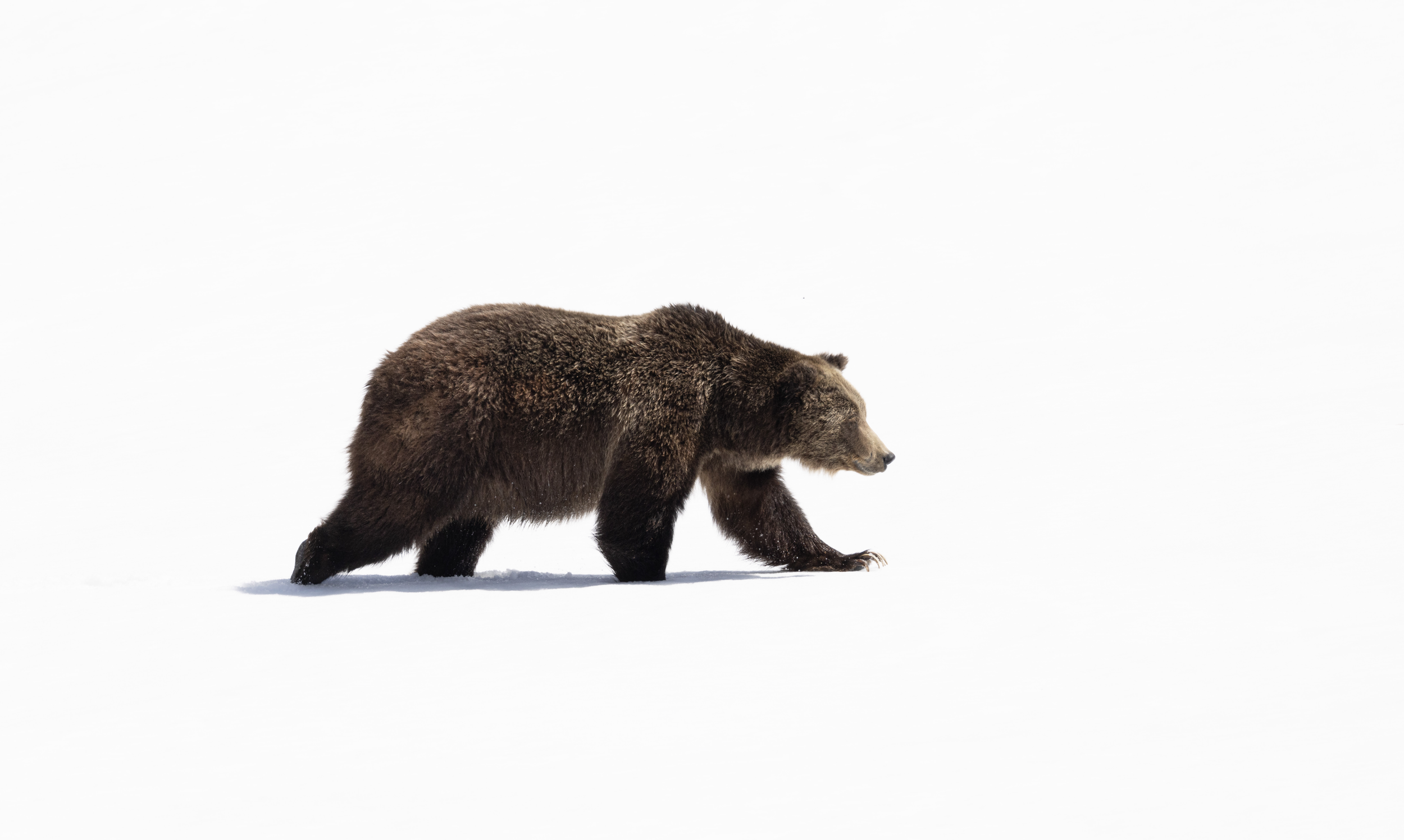 Grizzly Bear walking in snow