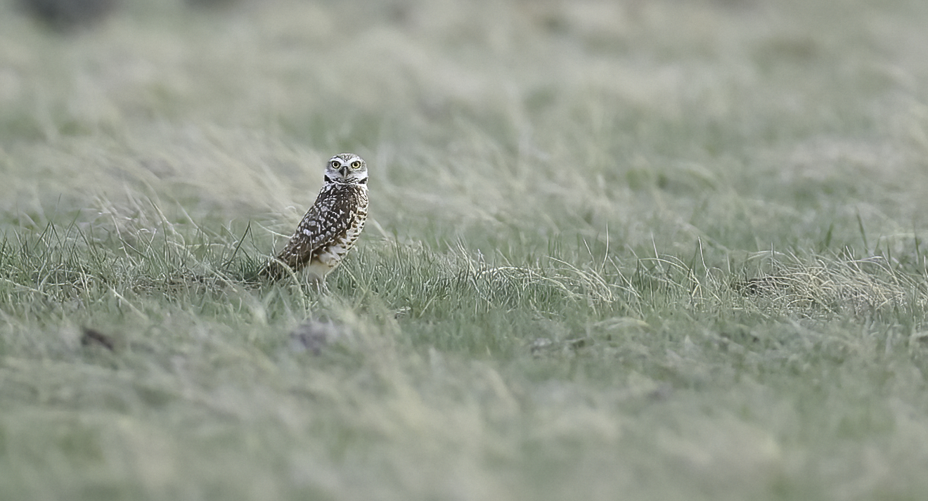 Owl in a Field - B