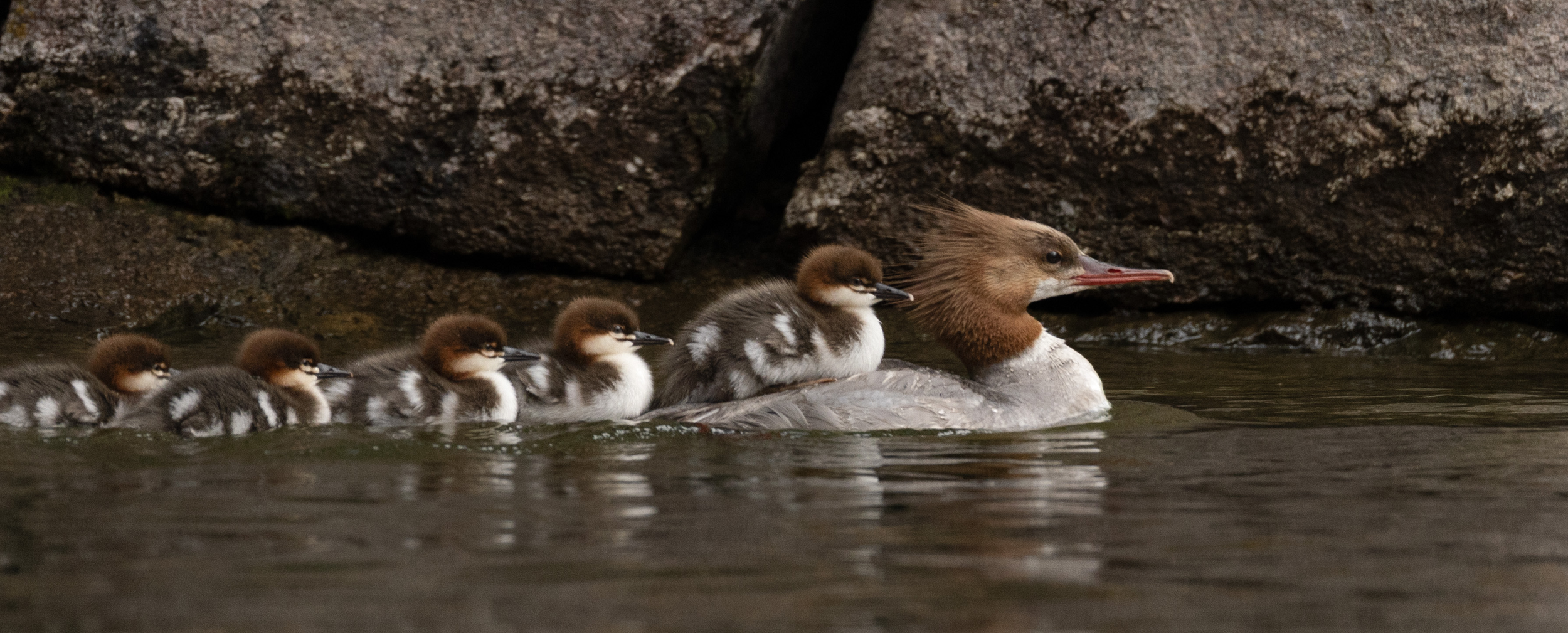 Mama Duck with a line of Ducklings