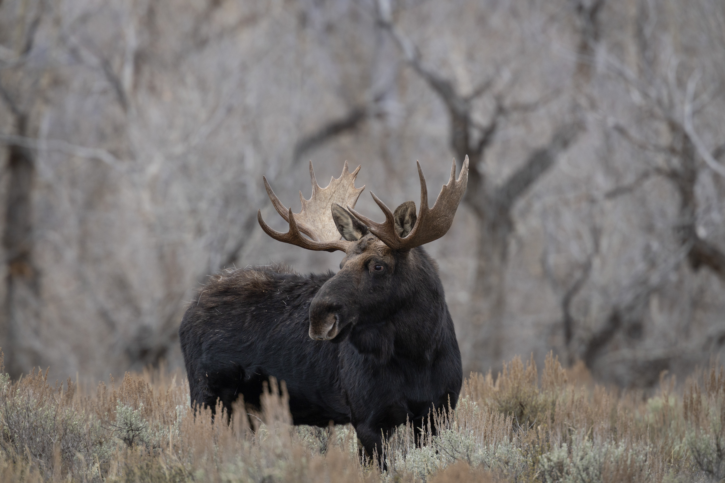 Bull moose in open field