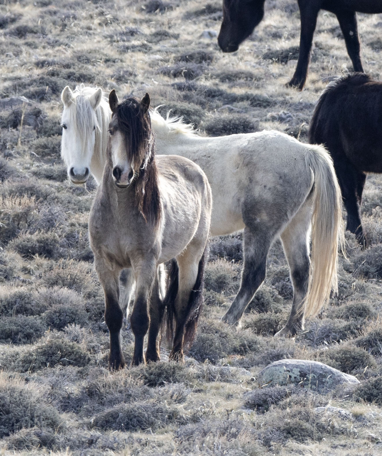 Group of wild horses