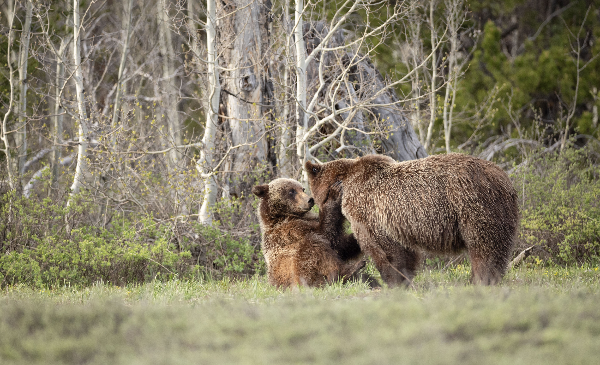 Mother Bear with Baby